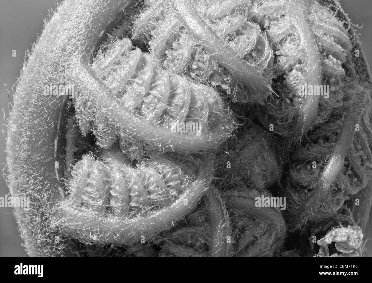 Immagine macro ravvicinata di un ramo di un albero germano della Tasmania arricciato con foglie piegate. Foto Stock
