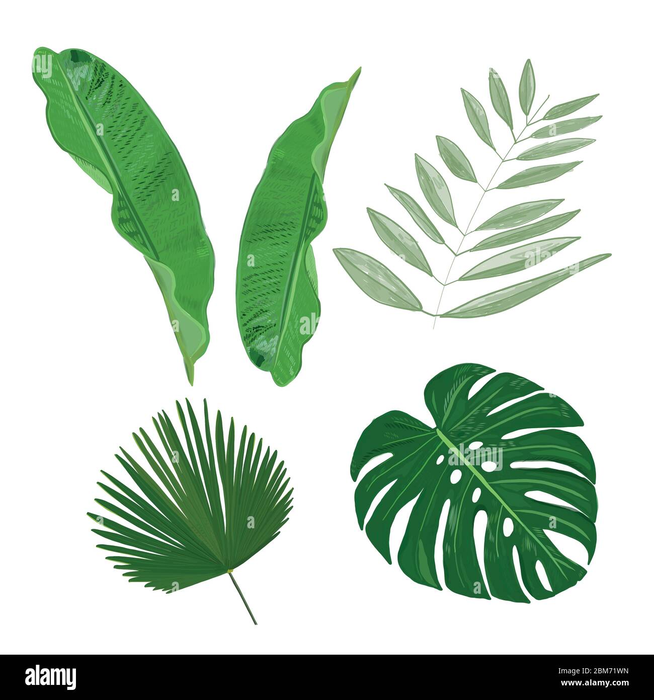 Foglie tropicali mano disegnata vettore set Illustrazione Vettoriale