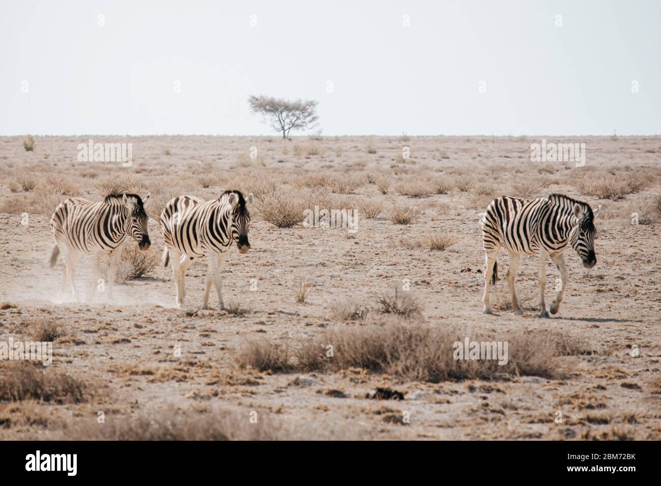 Una mandria di zebra cammina attraverso il paesaggio secco di savana con le branche. Parco nazionale di Etosha, Namibia. Foto Stock