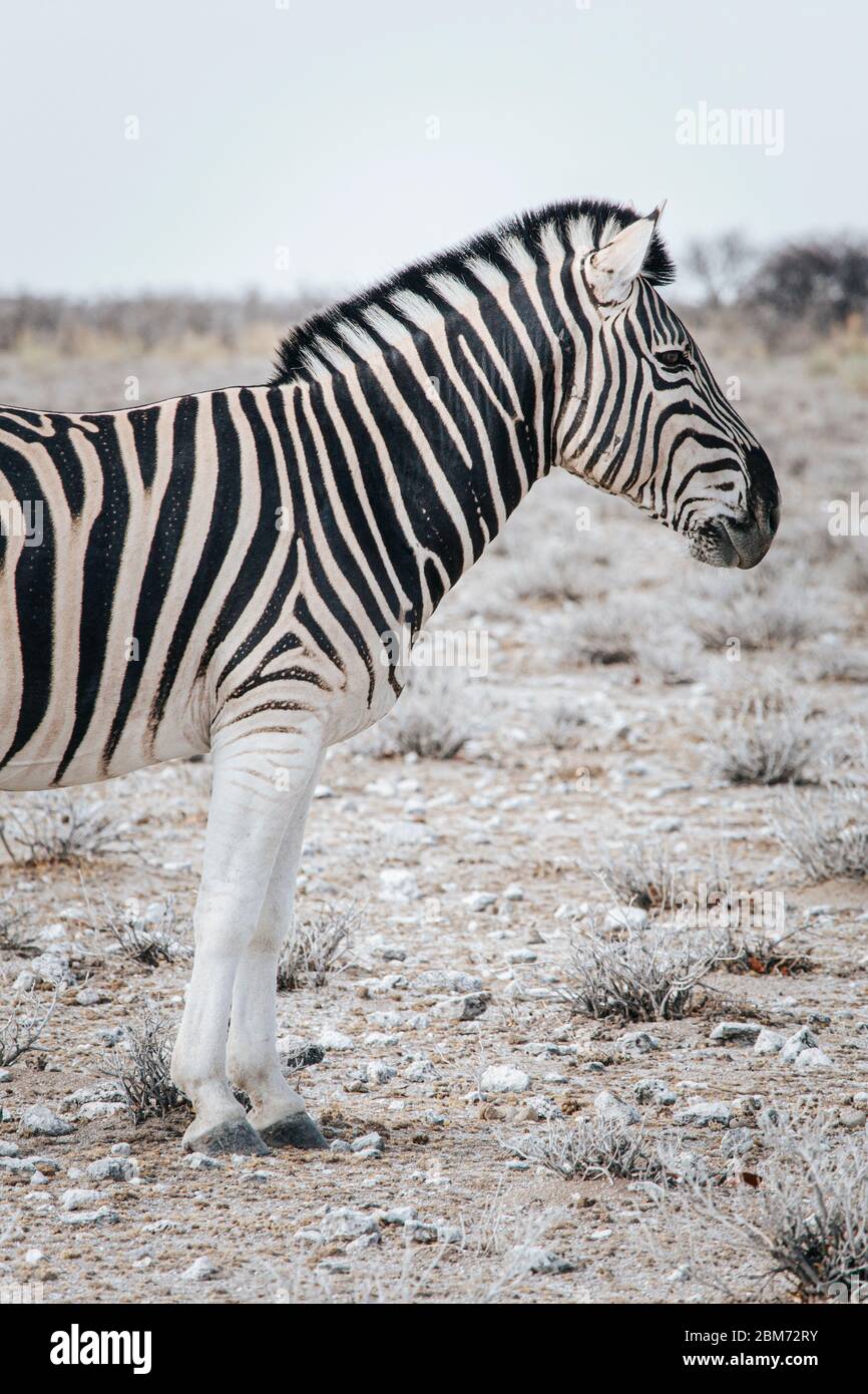 Primo piano di una zebra solita che si erge su un boun secco di paglia nel parco nazionale di Etosha, Namibia. Foto Stock