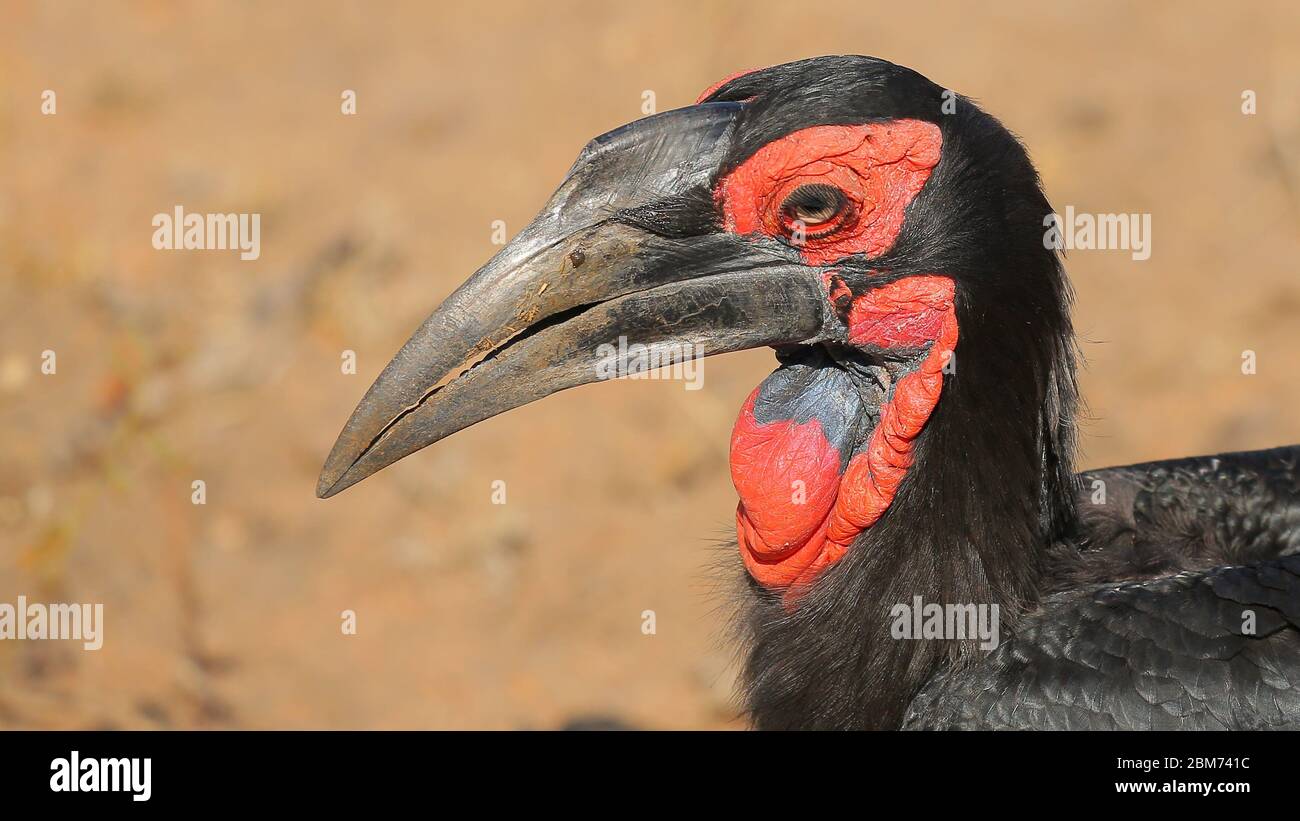 Questa foto è stata scattata nel Parco Nazionale Kruger, Sud Africa Foto Stock