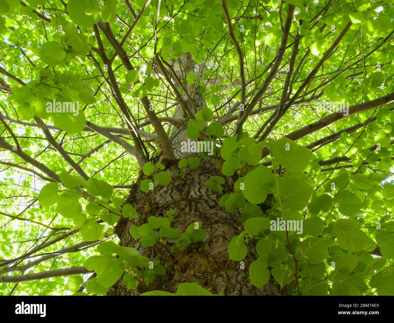 Bella immagine di fogliame che guarda verso l'alto in un albero lussureggiante in primavera Foto Stock