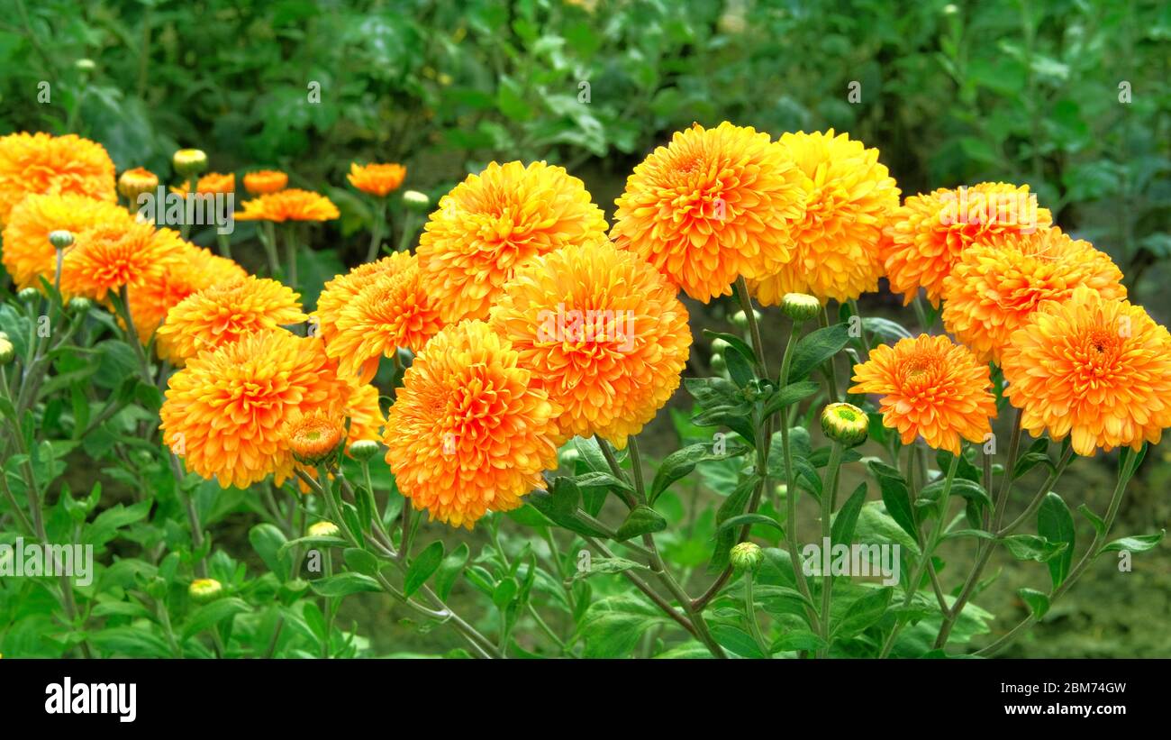 Crisantemi arancioni immagini e fotografie stock ad alta risoluzione - Alamy