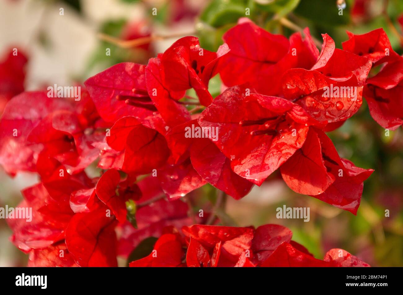 Bougainvillea fiori dopo la pioggia. Fotografia naturalistica Foto Stock