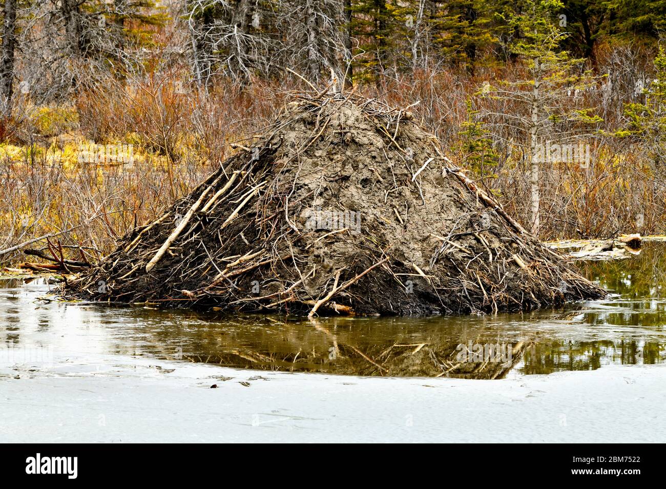 Una casa castoro ai margini di un laghetto castoro nella stagione primaverile in Alberta rurale Canada. Foto Stock