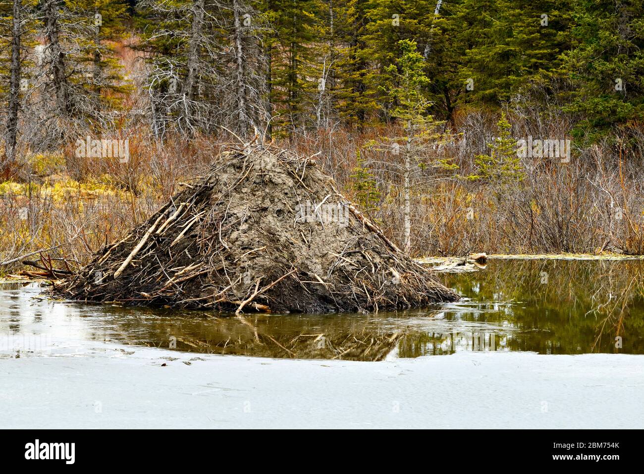 Una casa castoro ai margini di un laghetto castoro nella stagione primaverile in Alberta rurale Canada. Foto Stock
