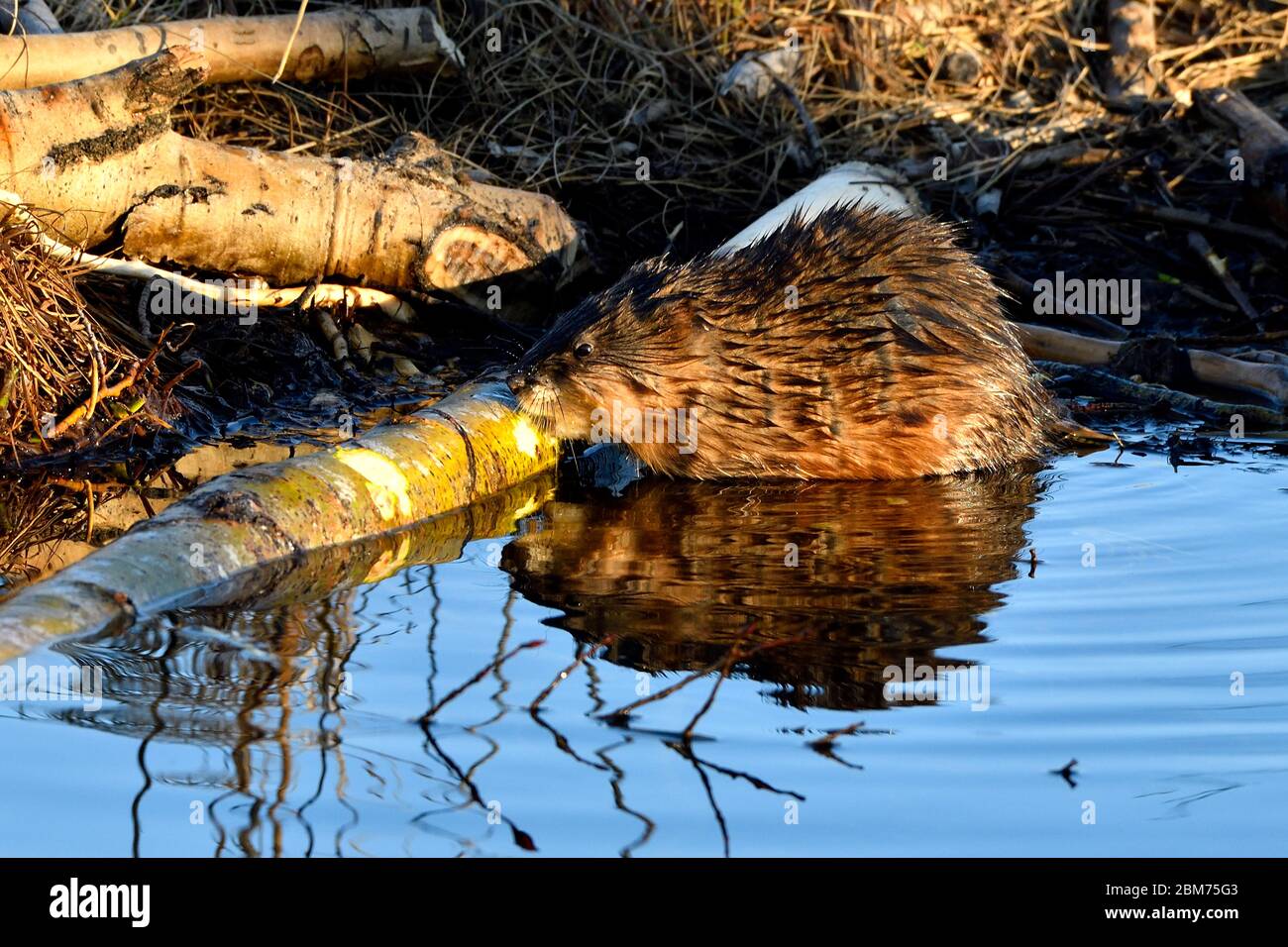 Un muskrat selvatico Ondatra zibethicus, masticando sulla corteccia di un pezzo di aspen albero che un castoro non ha finito di mangiare vicino Hinton Alberta Canada. Foto Stock
