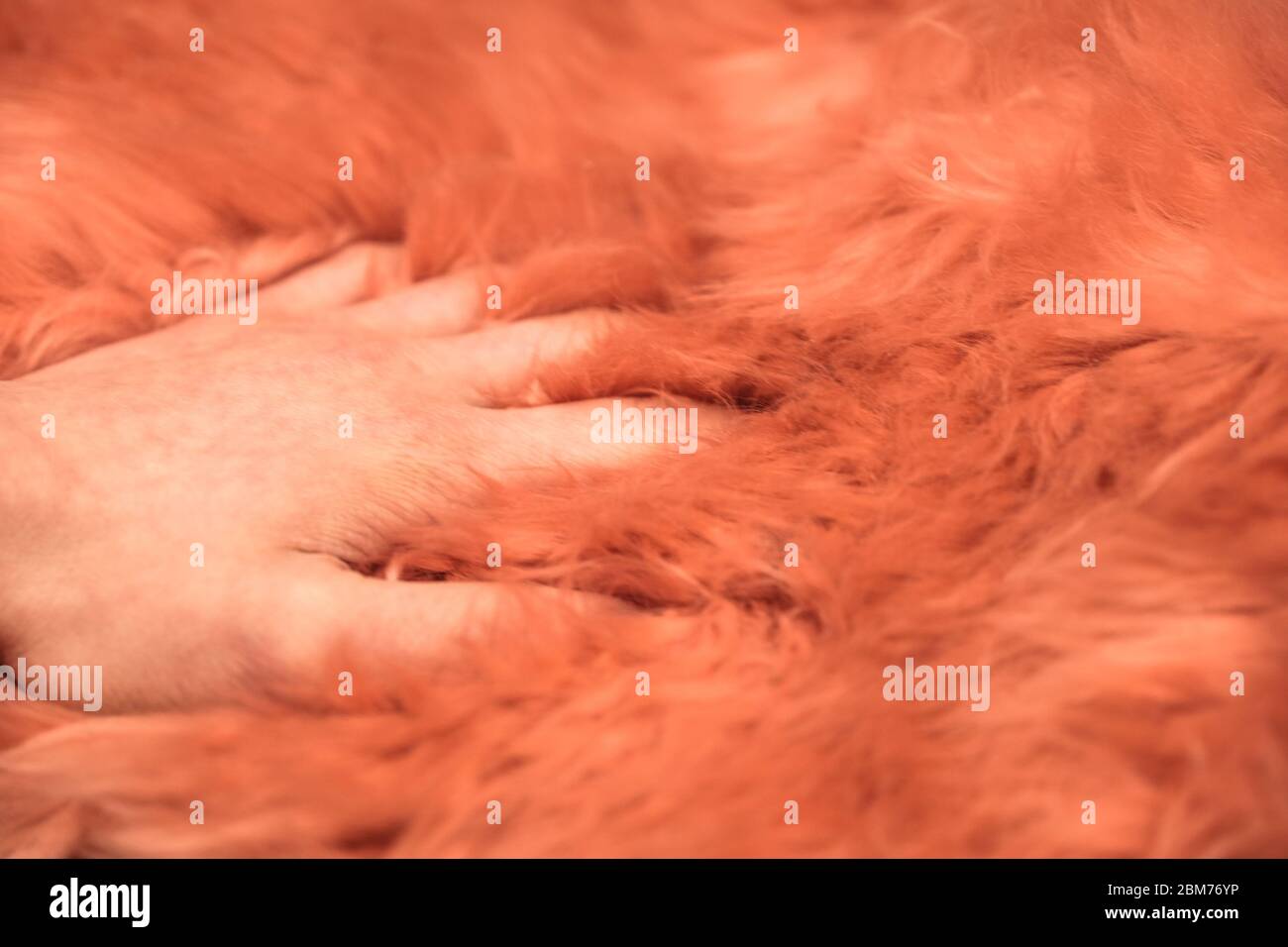 Palma della persona in pelliccia artificiale rosa. Pelliccia artificiale rosa shaggy. In vendita Foto Stock