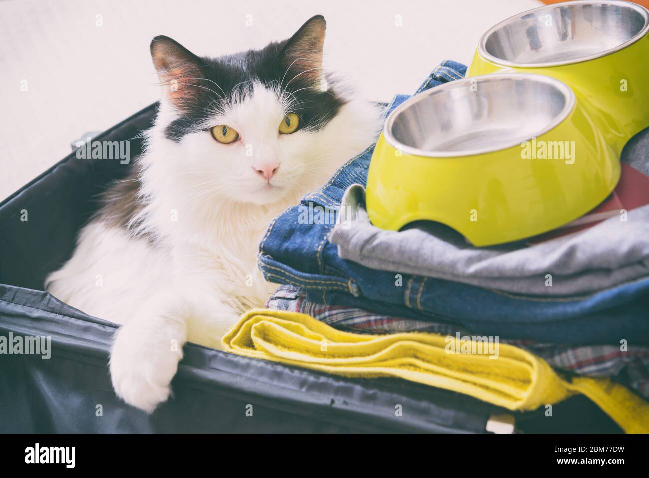 Gatto seduto in valigia o in borsa e in attesa di un viaggio. Viaggiare con animali domestici concept Foto Stock