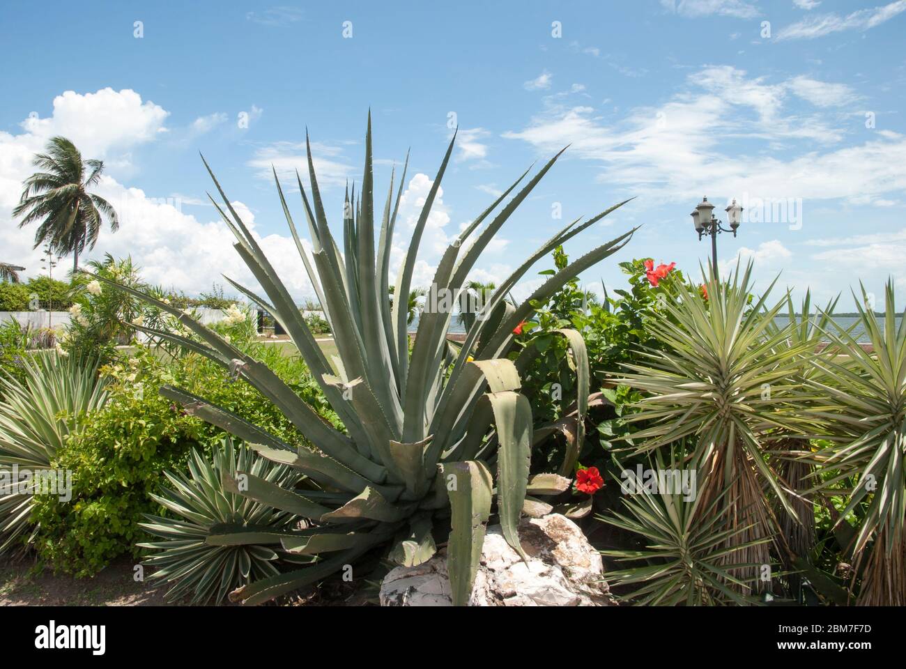 Vegetazione tropicale come percorso pedonale decorazione crescente nel rispettabile quartiere residenziale Belize City (Belize). Foto Stock