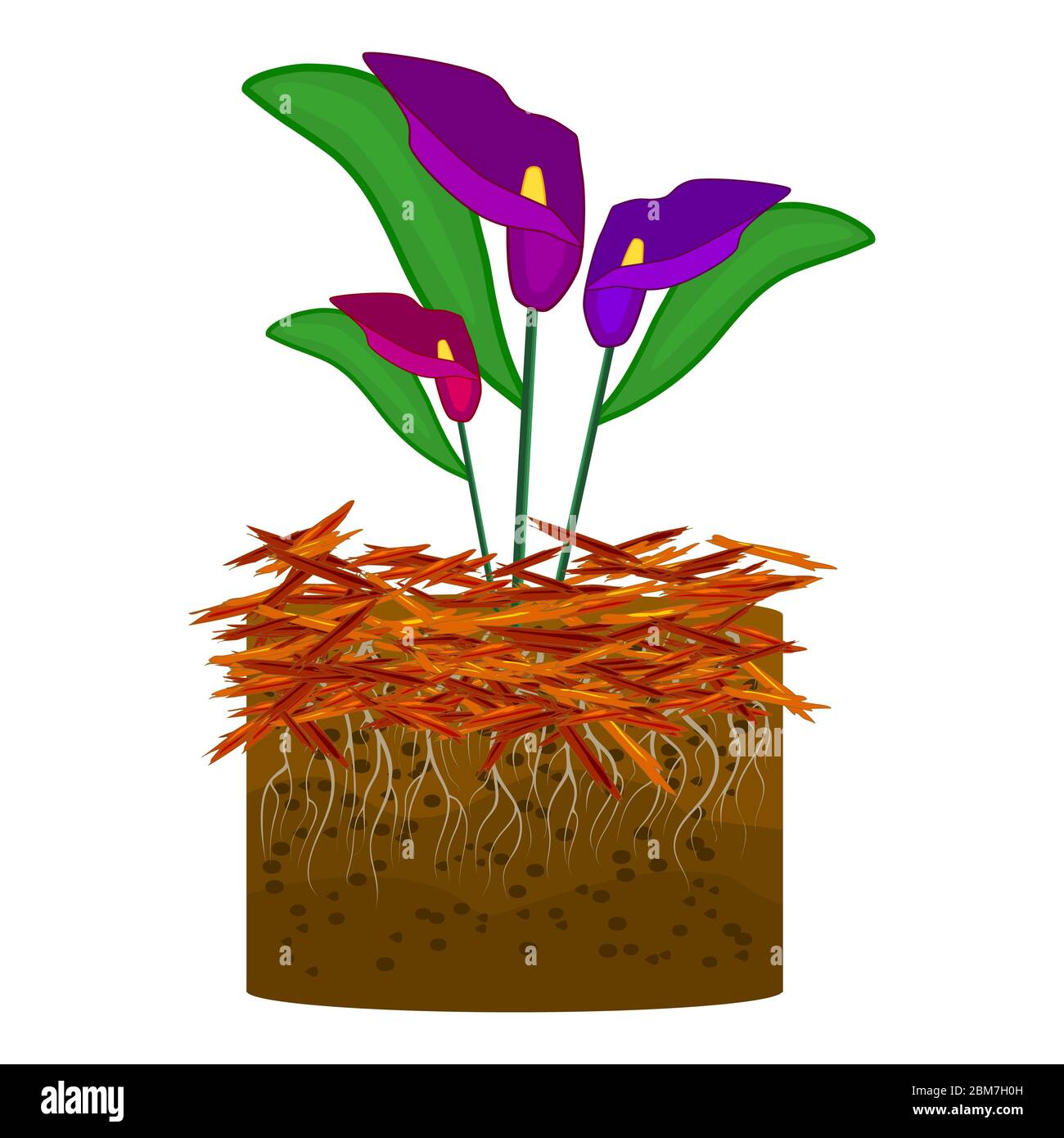 Concetto di giardinaggio di pacciame con gigli di calla, pacciame isolato su sfondo bianco. Agricoltura campagna all'aperto lavoro stagionale. Pacciamatura di plants. Vector Illustrazione Vettoriale