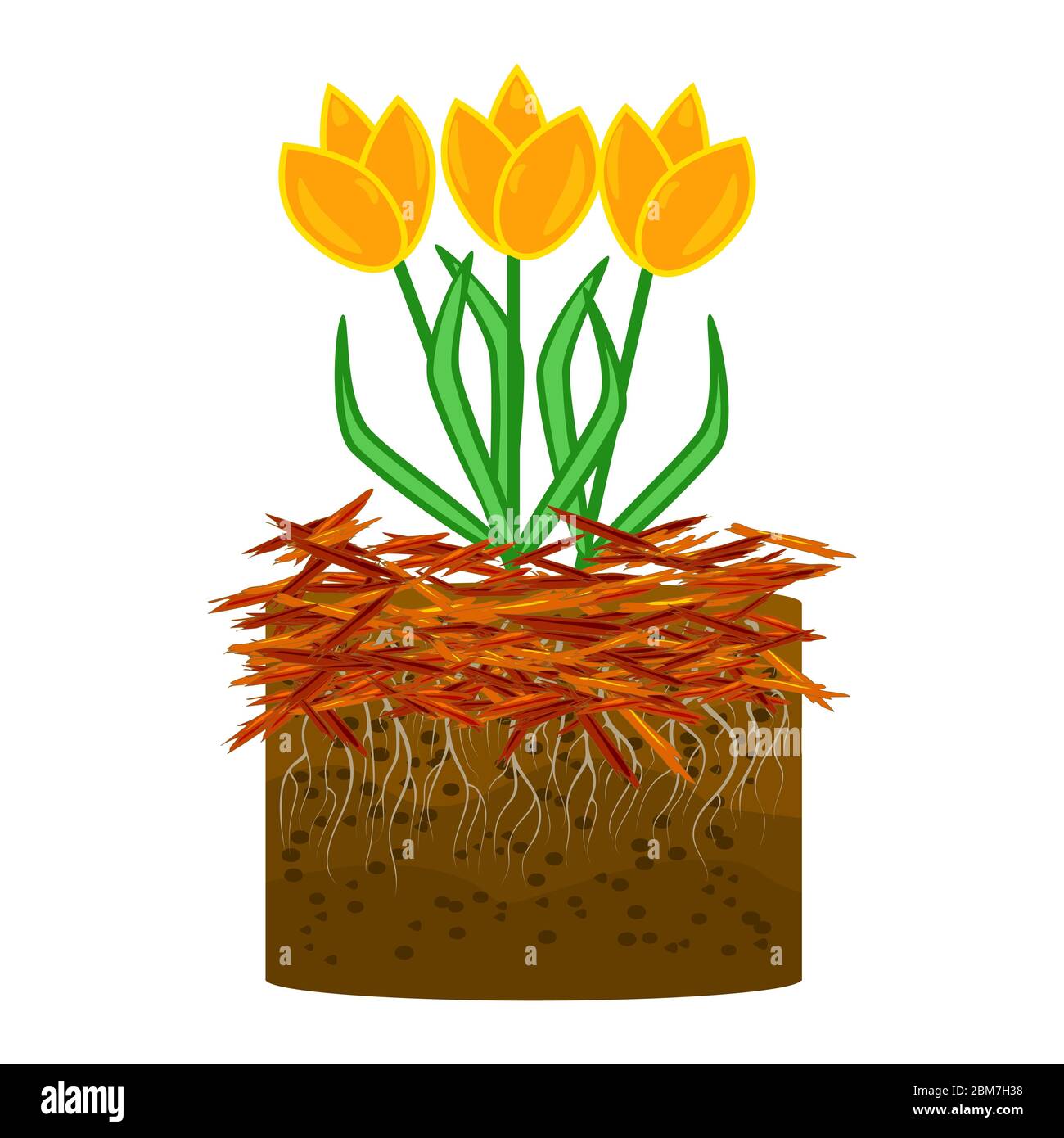 Concetto di giardinaggio di pacciame con tulipano, pacciame isolato su sfondo bianco. Agricoltura campagna all'aperto stagionale work.Mulching di piante. Vettore di stock Illustrazione Vettoriale