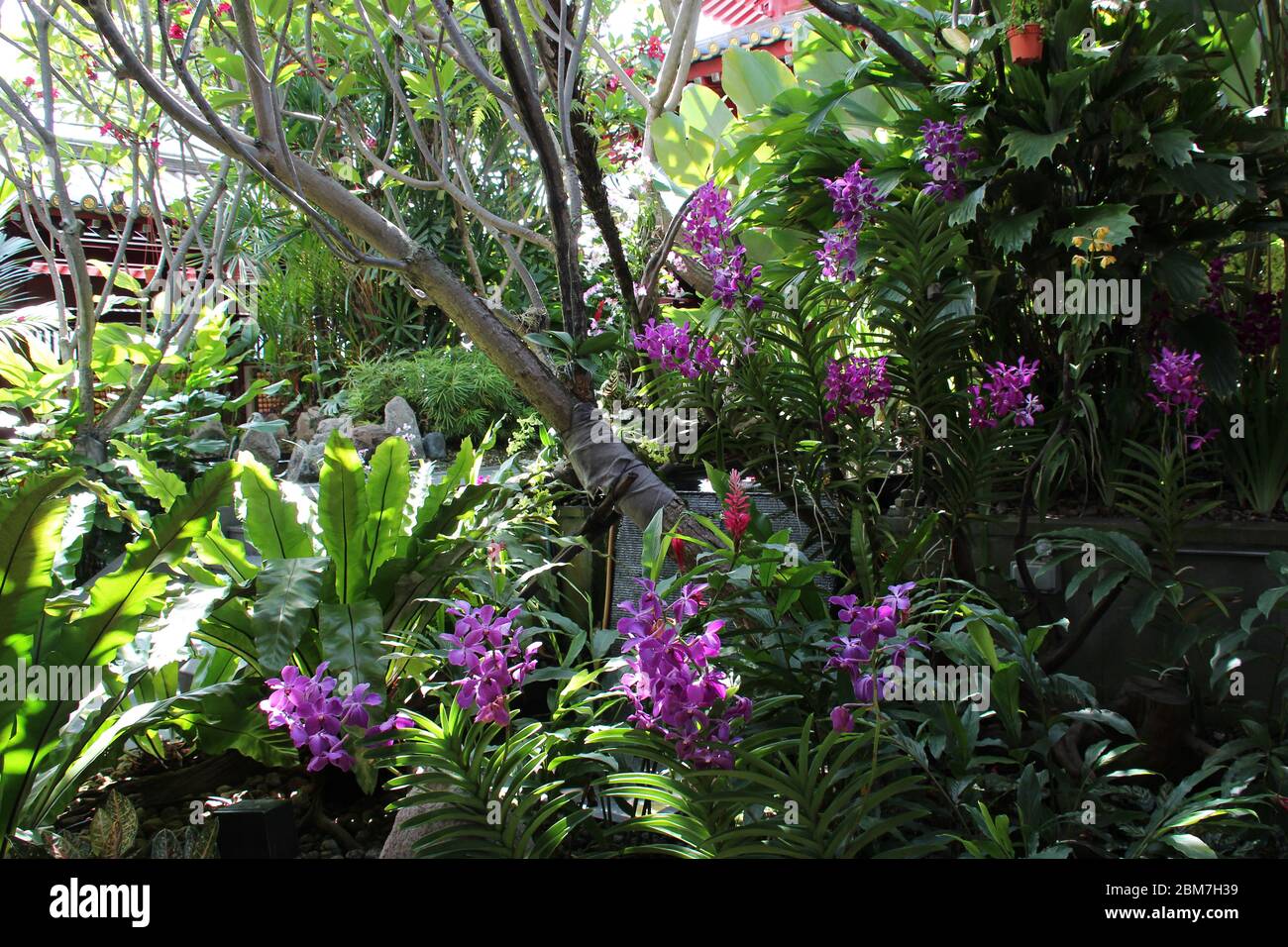 giardino a singapore Foto Stock