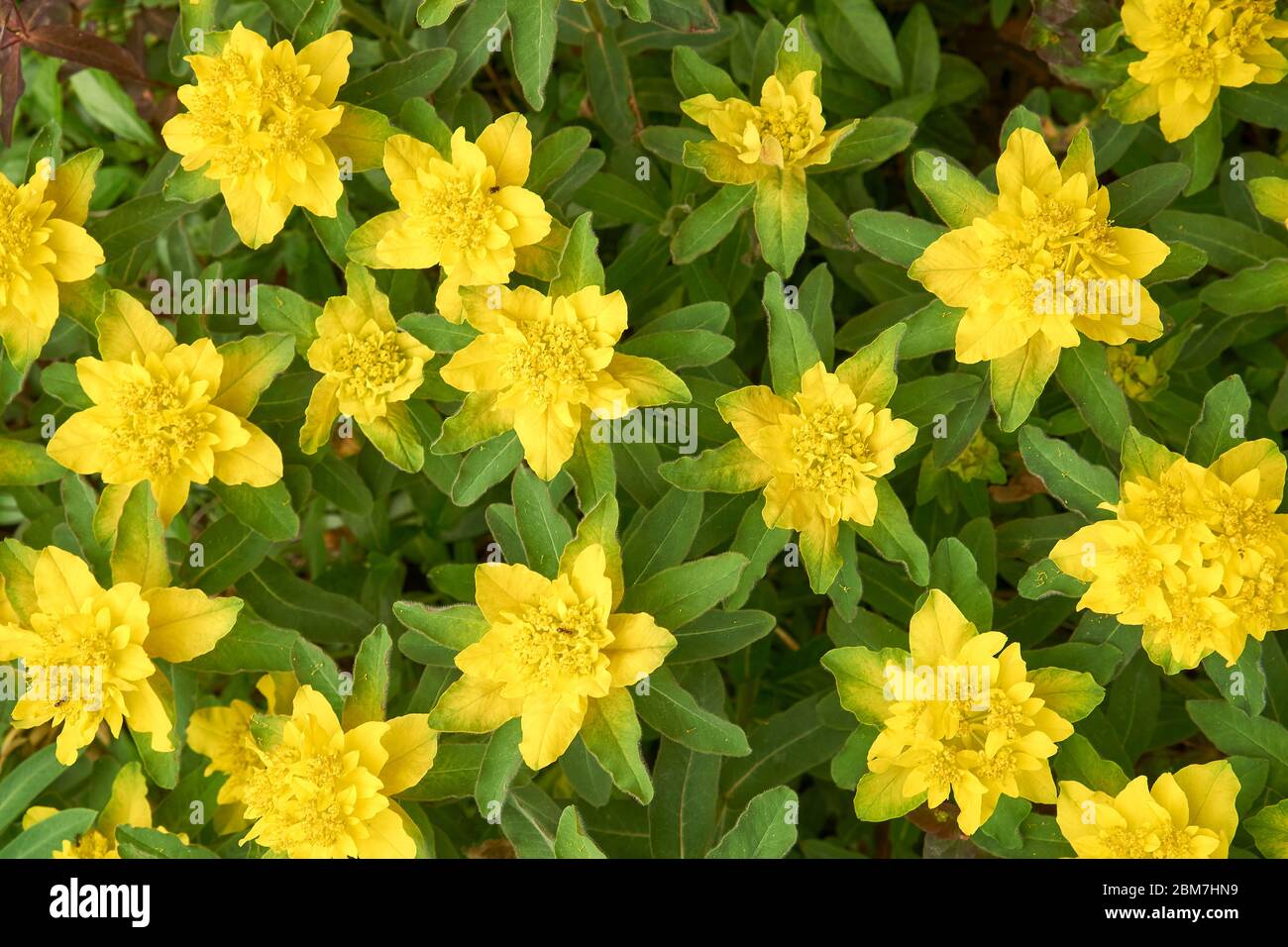 Primo piano di una pianta di spurgo cuscino fiorente in primavera, Vancouver, BC, Canada Foto Stock