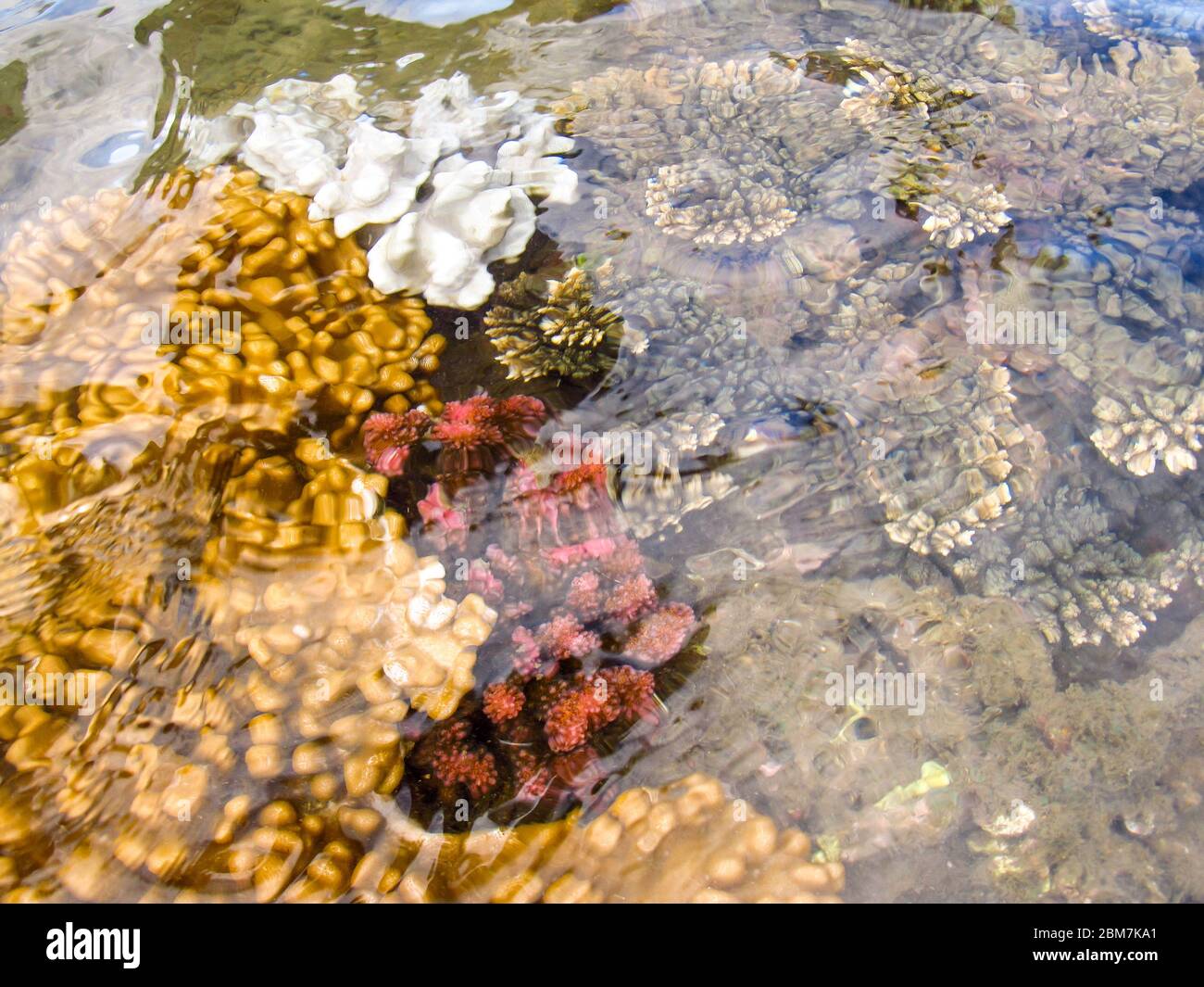 Vari tipi, forme e colori di coralli d'acqua poco profondi, come si vede dalla superficie durante la marea di riflusso nell'isola di KaNyaka, Mozambico meridionale Foto Stock
