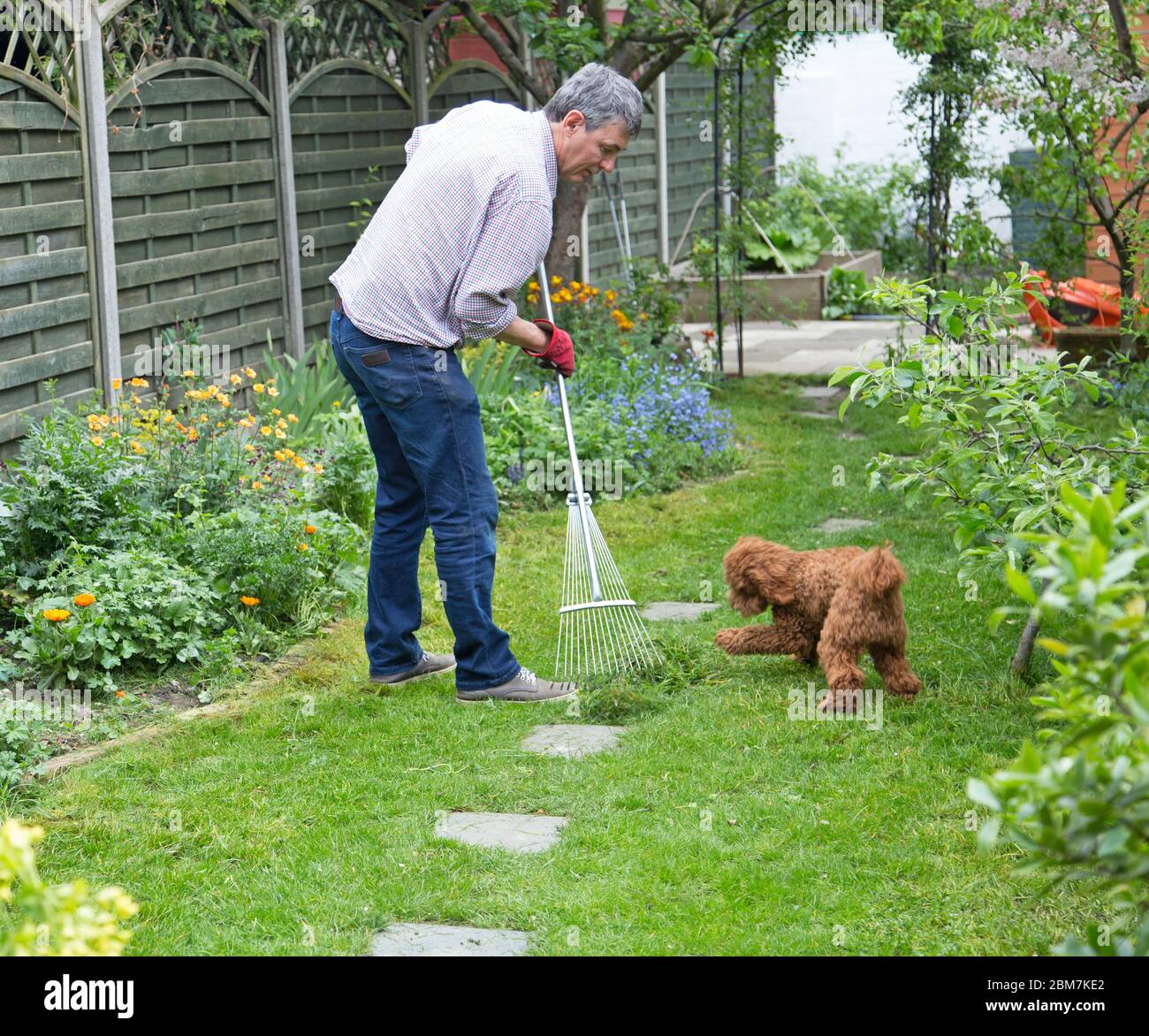 Un adorabile cucciolo di poodle soffice gioca con un rastrello come un uomo di mezza età tenta di rastrellare il suo prato giardino Foto Stock