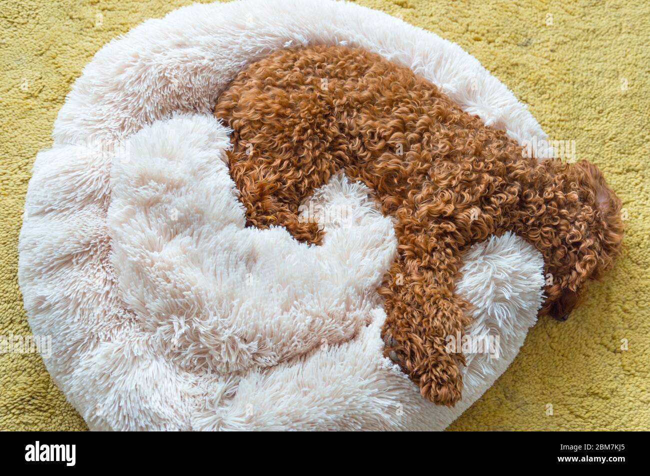 Splendido cucciolo di poodle che dormiva nel suo letto di cane a casa su un tappeto giallo in una residenza a nord di Londra Foto Stock