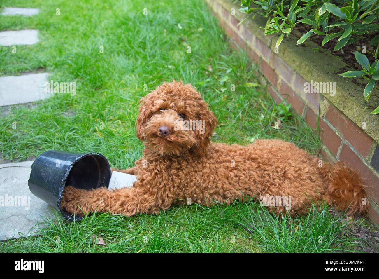 Un adorabile cucciolo di poodle si trova sul prato di un giardino residenziale posteriore che tiene un vaso di pianta sotto una zampa Foto Stock
