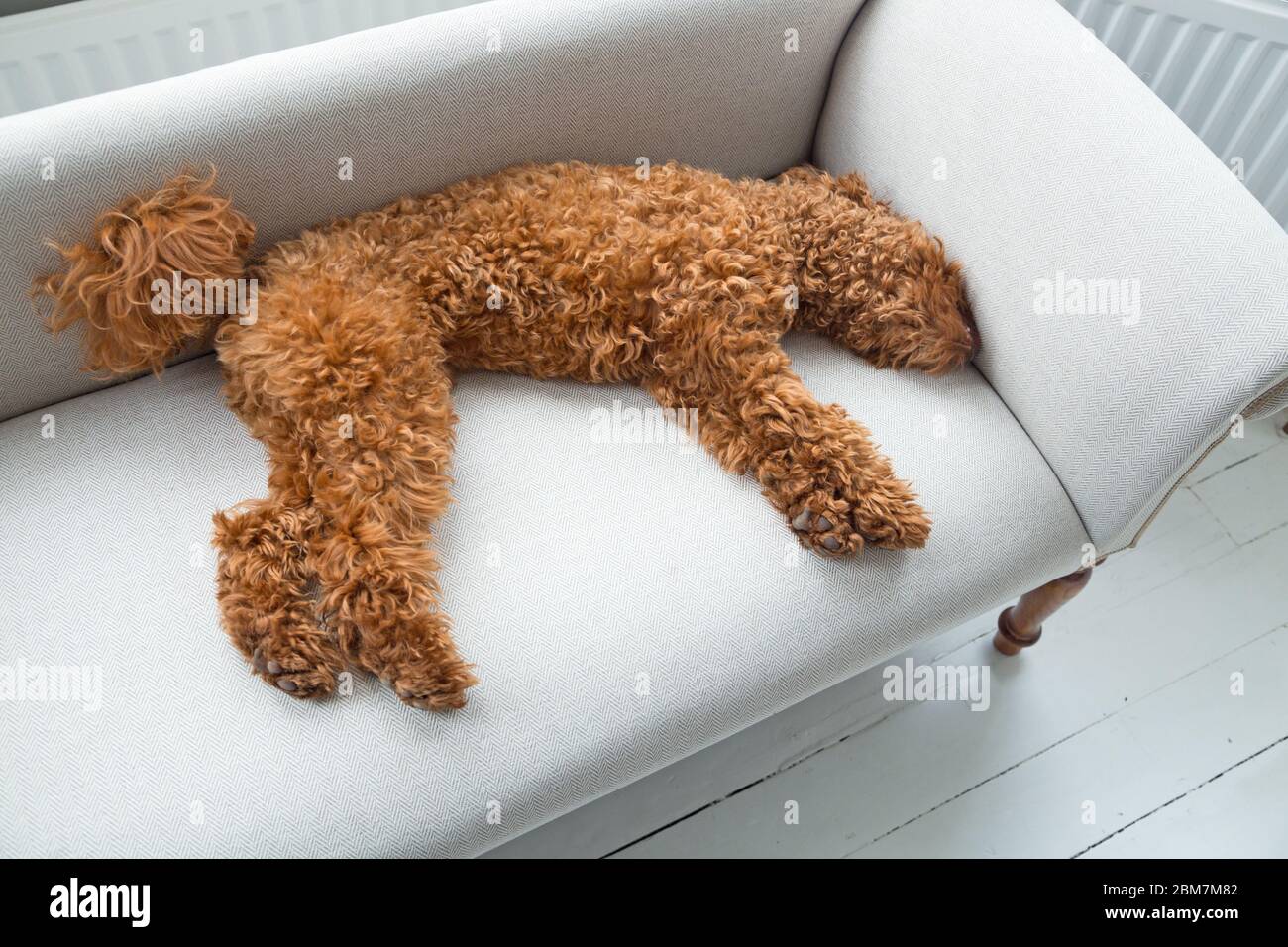 Un adorabile cucciolo di poodle in miniatura color albicocca che dorme su un divano Foto Stock