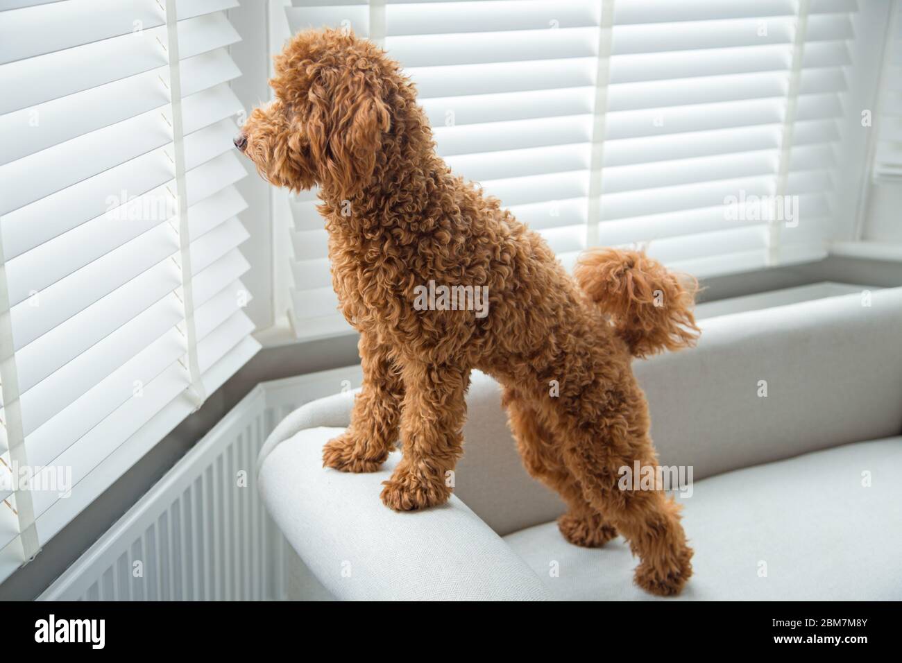 Un cucciolo in miniatura tagliato e adorabile si affaccia su una camera da letto finestra in un ambiente domestico intelligente casa interna Foto Stock