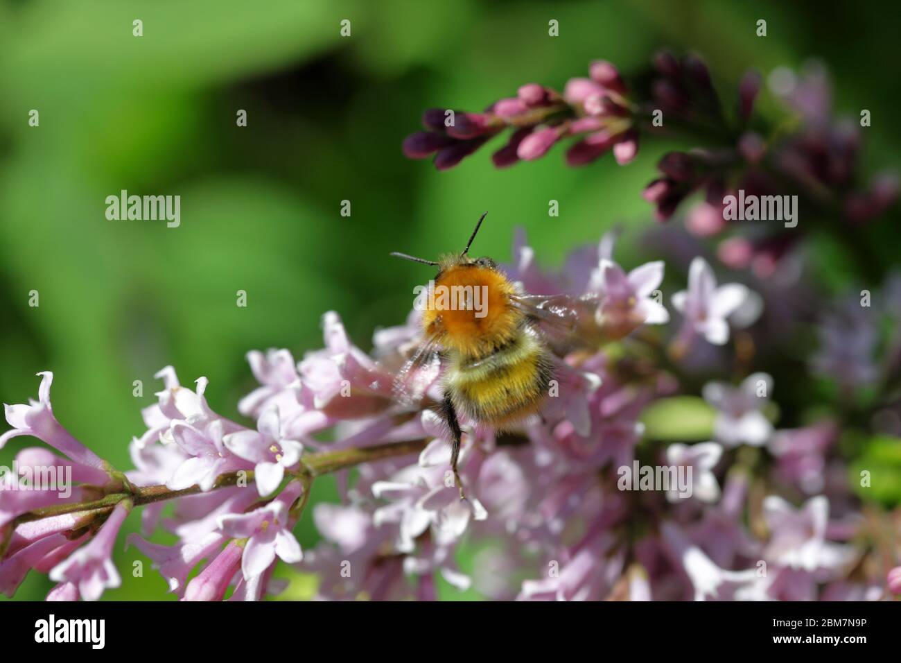 Un comune carder Bumblebee (Bombus pascuorum) su fiori rosa Foto Stock