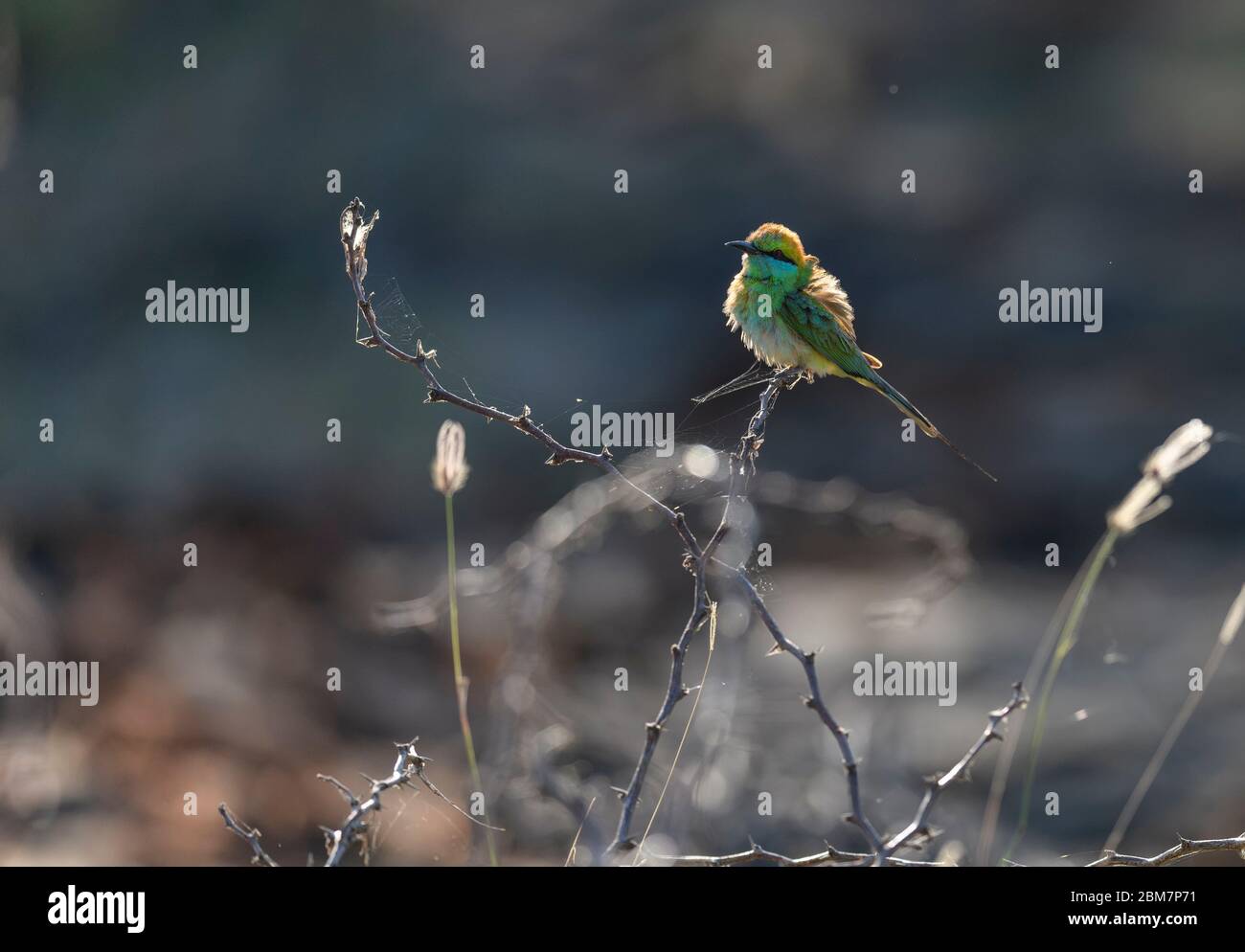 I mangiatori di api, il ricco paesaggio naturale indiano, da tempo rifugio di uccelli provenienti da tutto il mondo, godono della vibrante cultura degli uccelli dell'India Foto Stock