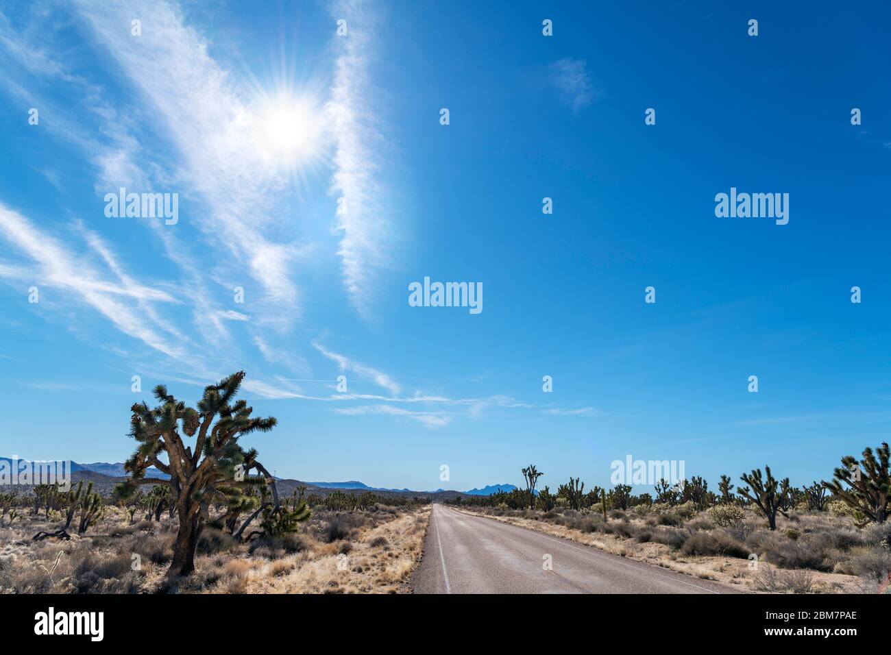 Morning Star Mine Rd nella Riserva Nazionale di Mojave, deserto di Mojave, California, Stati Uniti Foto Stock