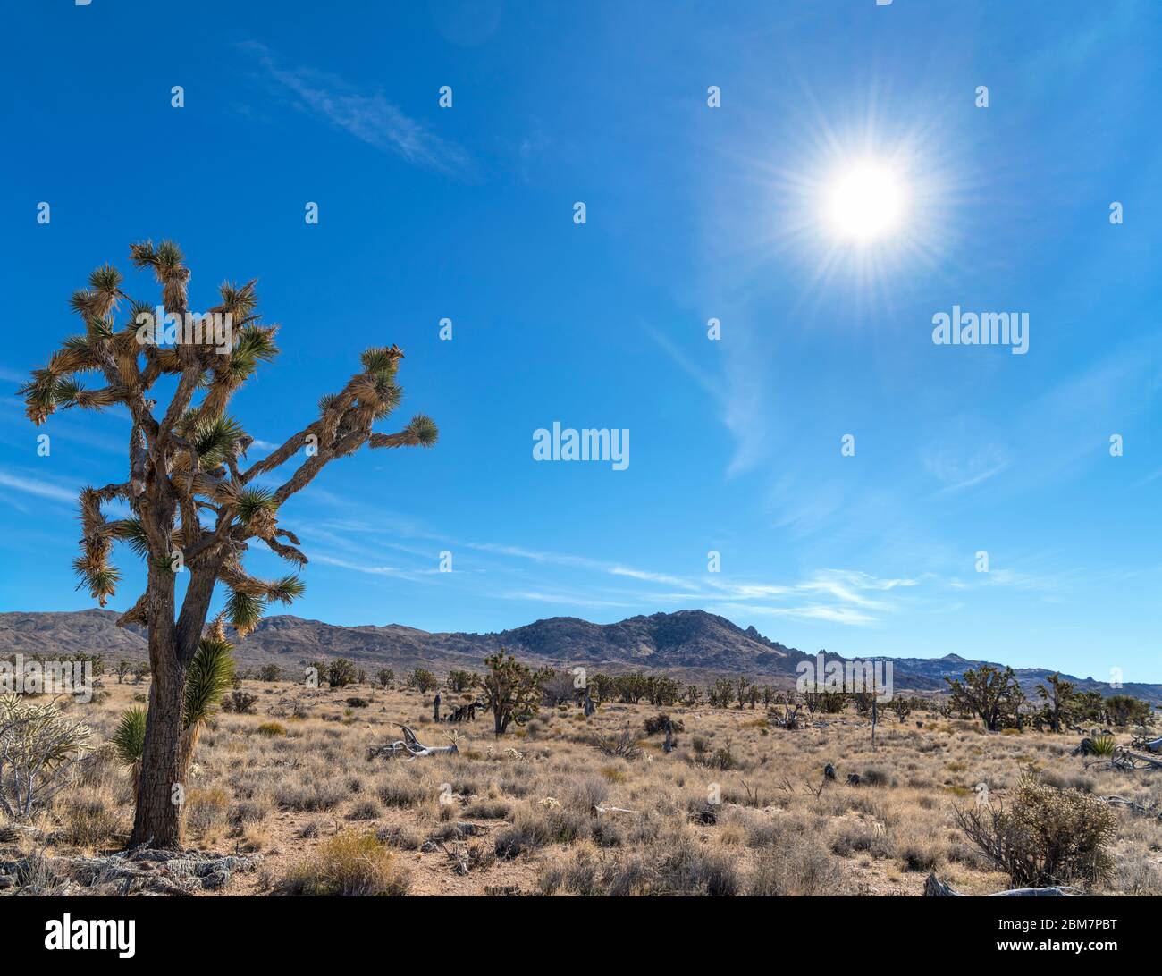 Alberi di Giosuè (Yucca brevifolia) nella Riserva Nazionale di Mojave, deserto di Mojave, California, Stati Uniti Foto Stock