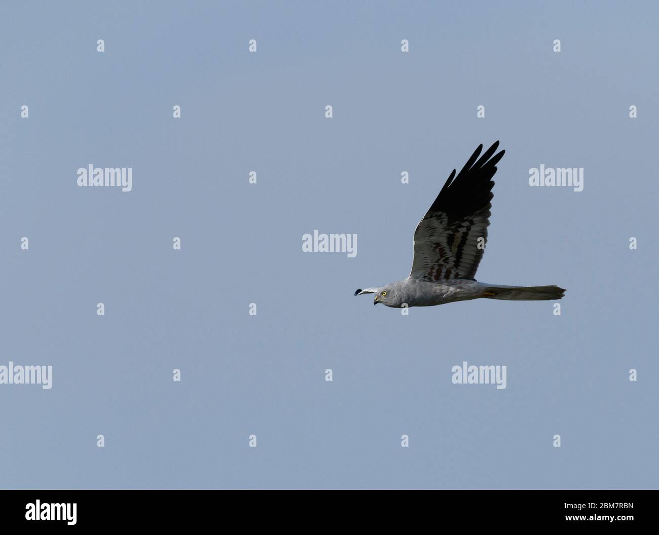 Montagu`s Harrier ( Circus pygargus ) maschio adulto che vola - primavera, cielo blu naturale sfondo Foto Stock