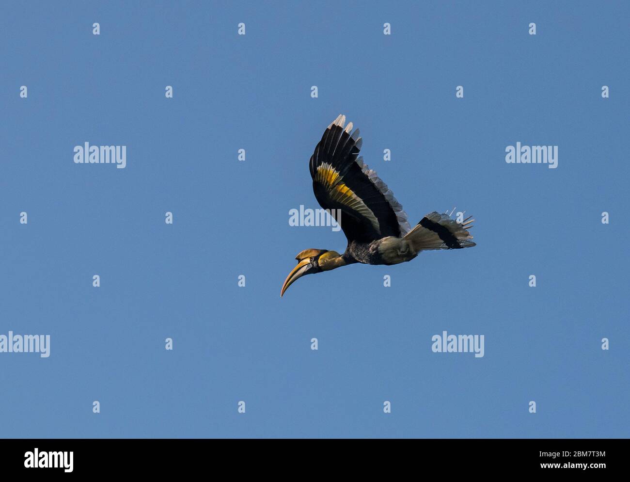 Un uccello iconico affascinante che continua a rotolare nel cielo!! Un trattamento visivo di grande becco d'ornamento indiano in colline nelliampathy Foto Stock