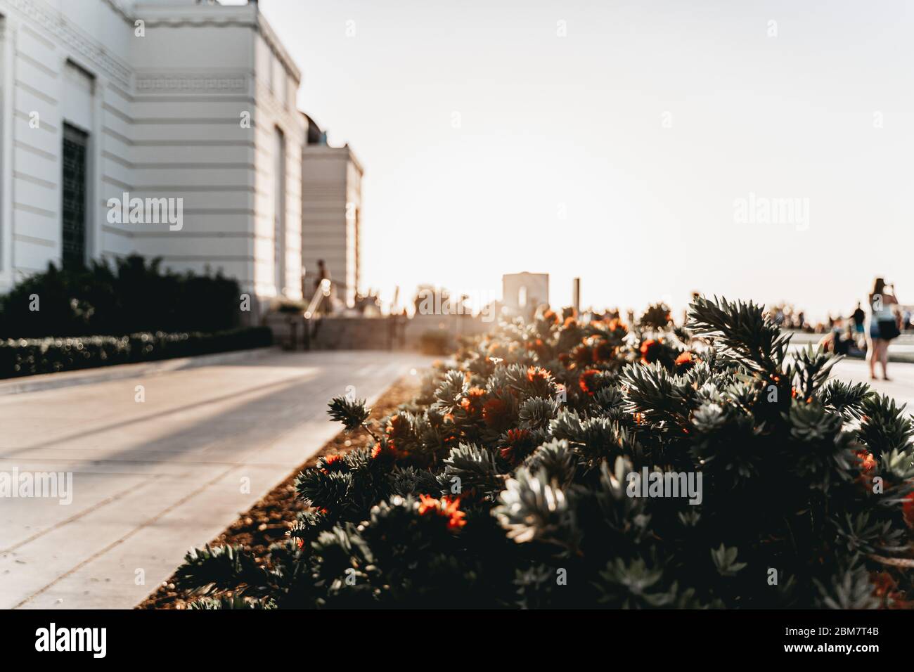 Fiori all'Osservatorio Griffith di Los Angeles Foto Stock