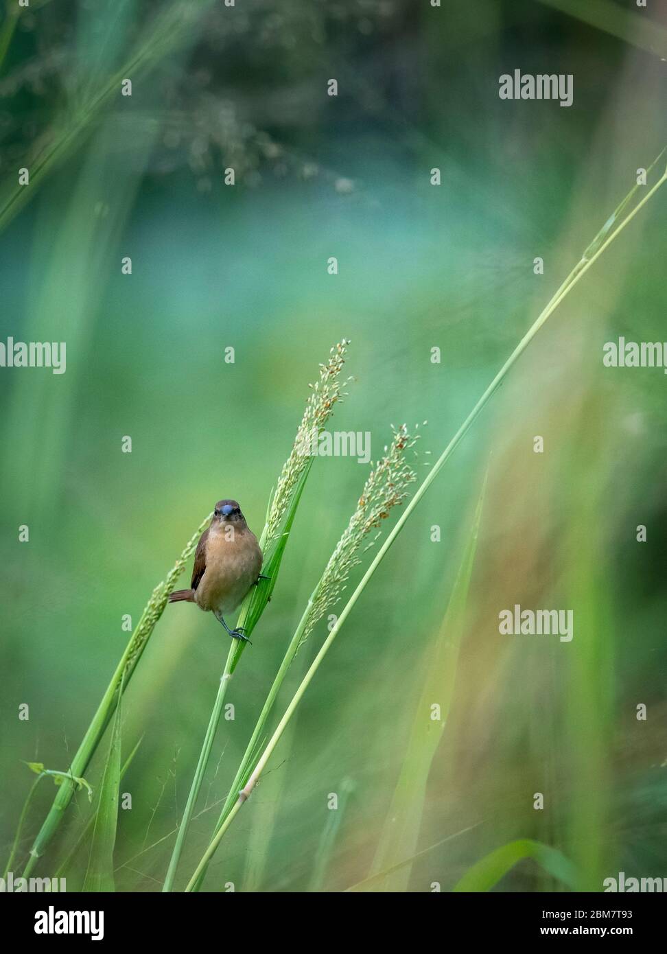 Munia scottata che raccoglie cibo, in piedi su erba stalk, seme in becco di uccello. Sfondo sfocato Foto Stock