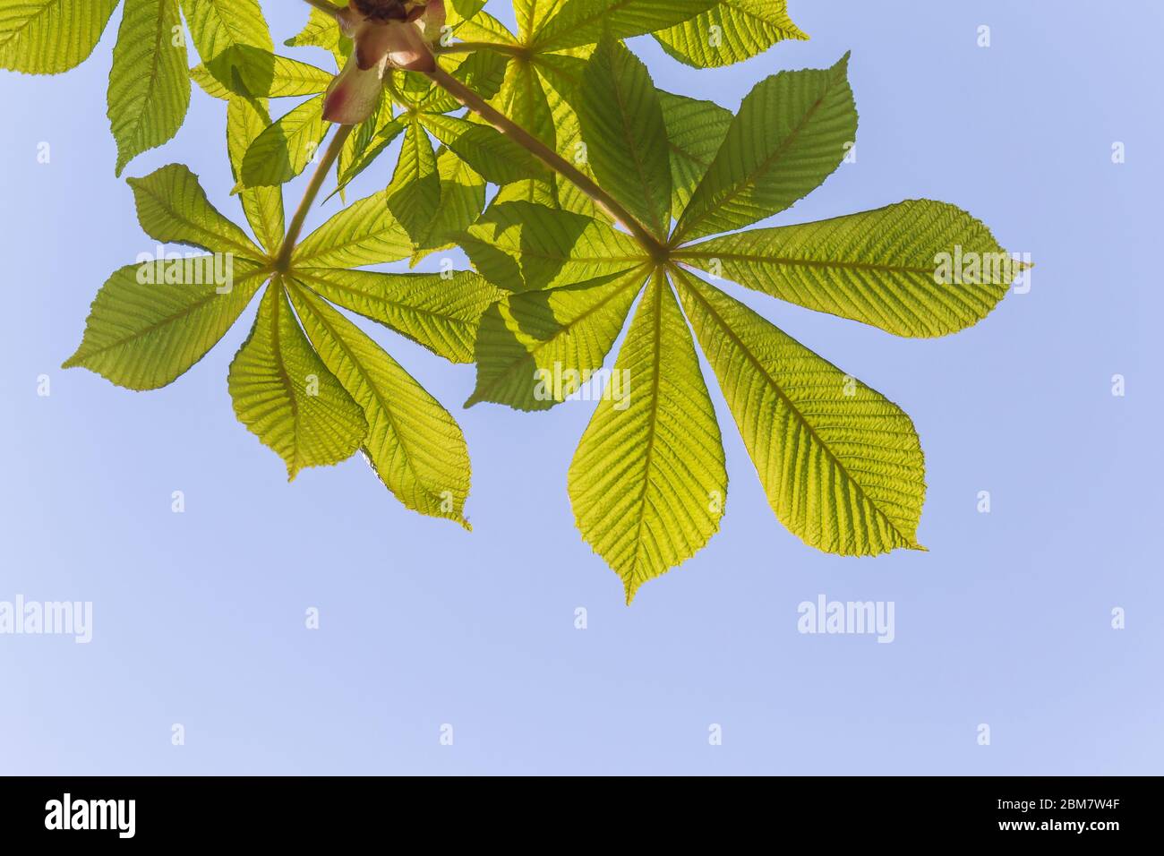 foglie verdi di castagno contro il cielo blu Foto Stock