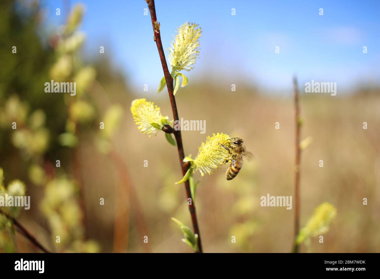 Il miele delle api per raccogliere il polline Foto Stock