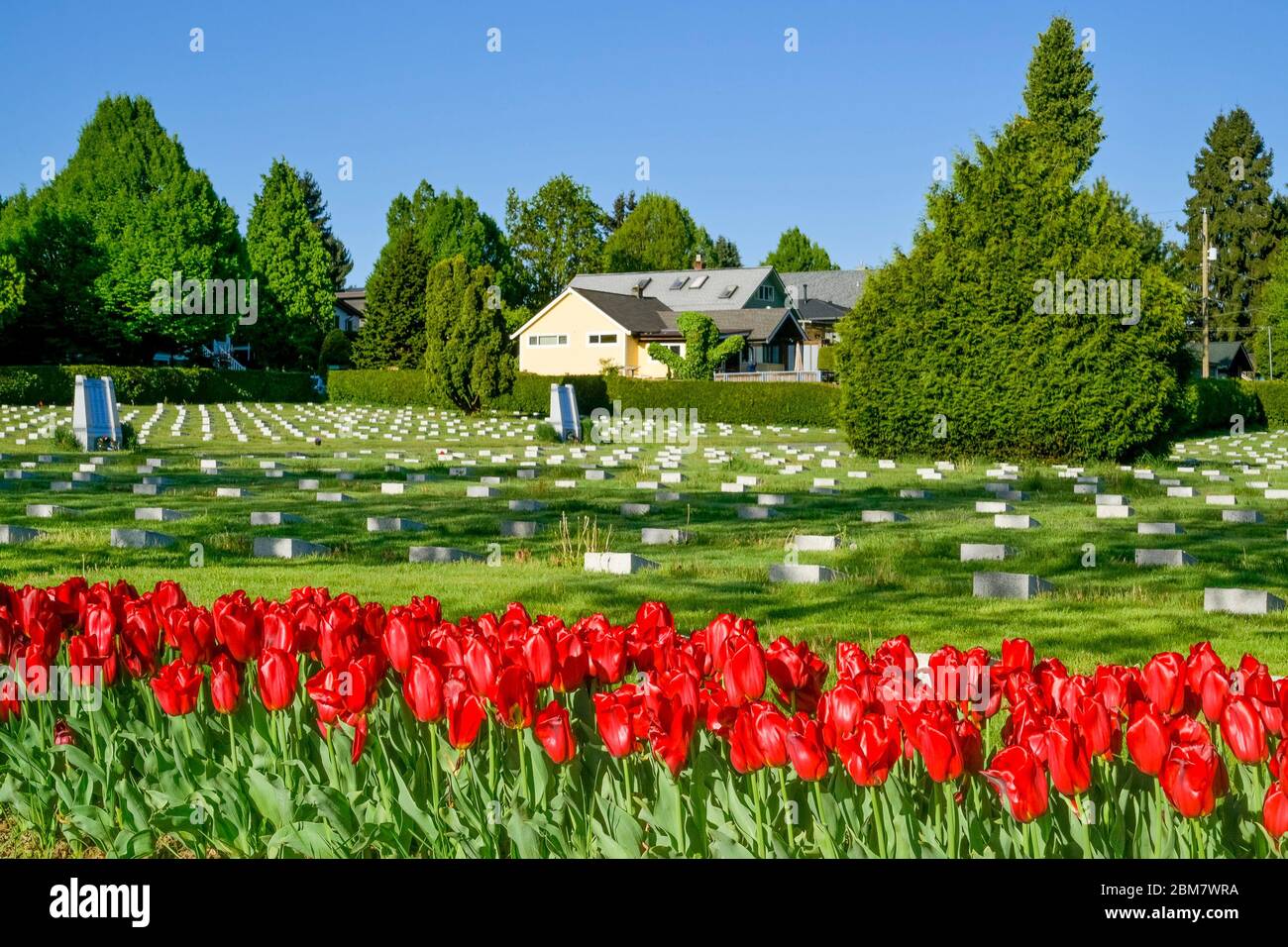 Tulipani rossi, commemorando il 75° anniversario della liberazione dei Paesi Bassi, Mountain View Cemetery, Vancouver, British Columbia, Canada Foto Stock