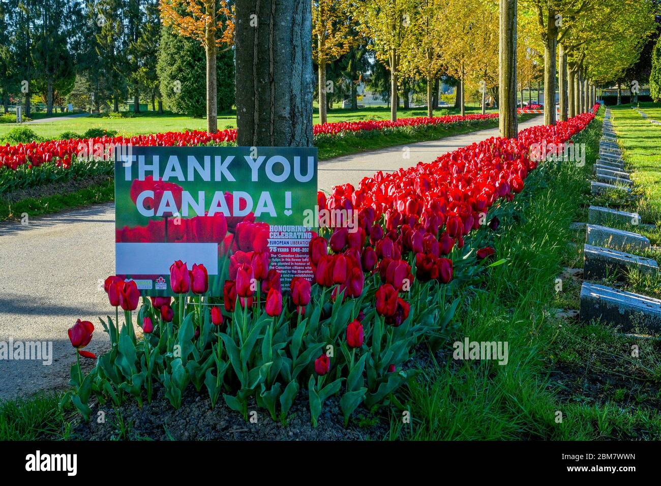Tulipani rossi, commemorando il 75° anniversario della liberazione dei Paesi Bassi, Mountain View Cemetery, Vancouver, British Columbia, Canada Foto Stock