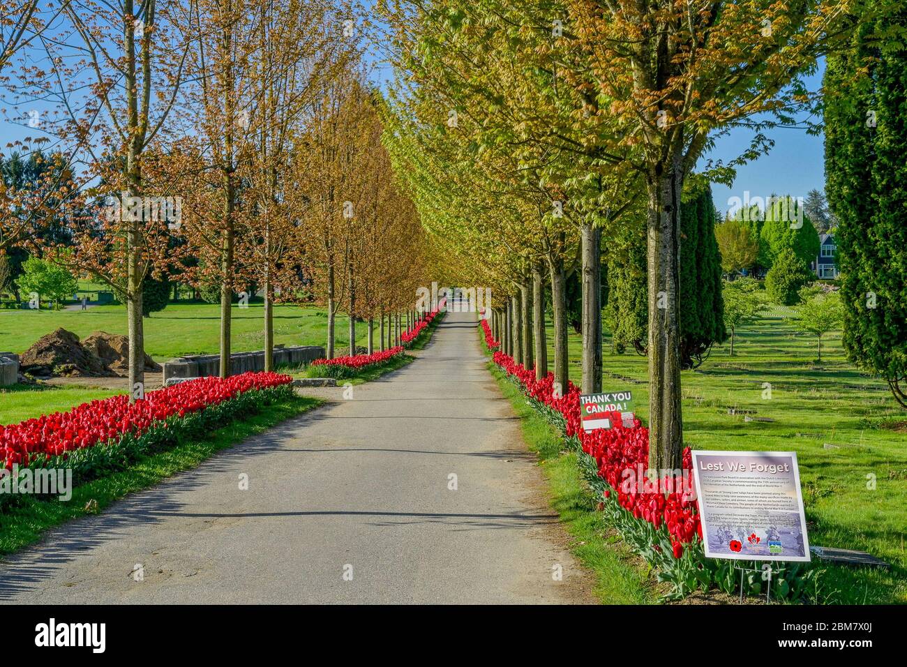 Tulipani rossi, commemorando il 75° anniversario della liberazione dei Paesi Bassi, Mountain View Cemetery, Vancouver, British Columbia, Canada Foto Stock