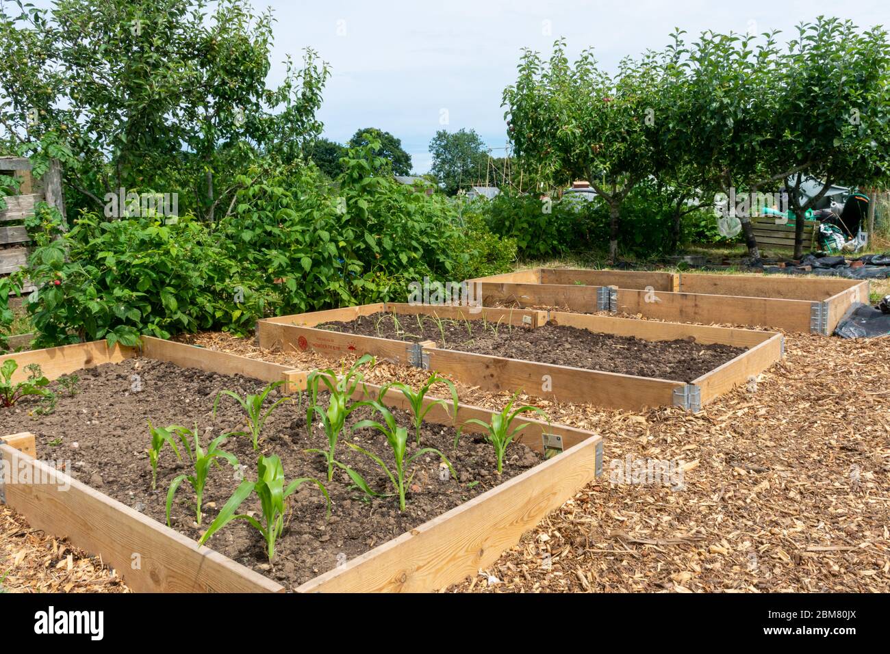 Allotments, la comunità pubblica giardinaggio amenità in Old Basing, Hampshire, Inghilterra, Regno Unito Foto Stock