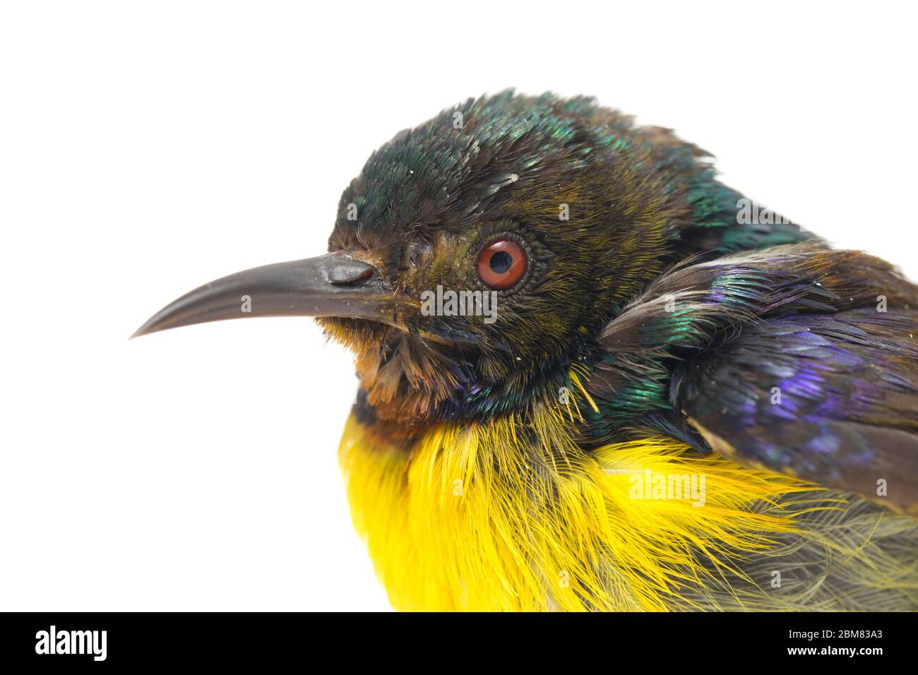 Sunbird (Anterrettes malacensis) con gola marrone isolato su fondo bianco Foto Stock