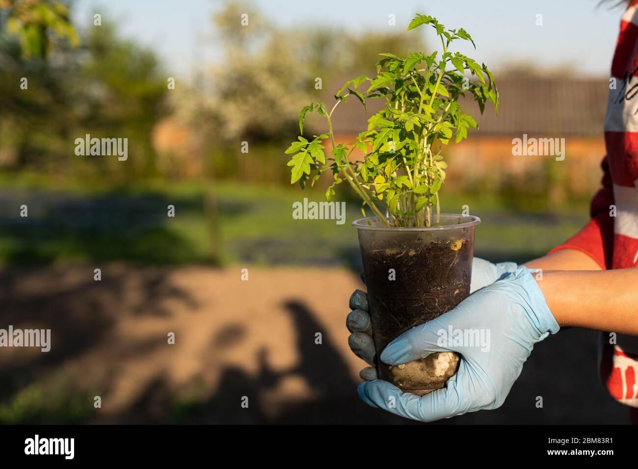 Giovane pianta di pomodoro nelle mani della ragazza, sfondo sfocato Foto Stock