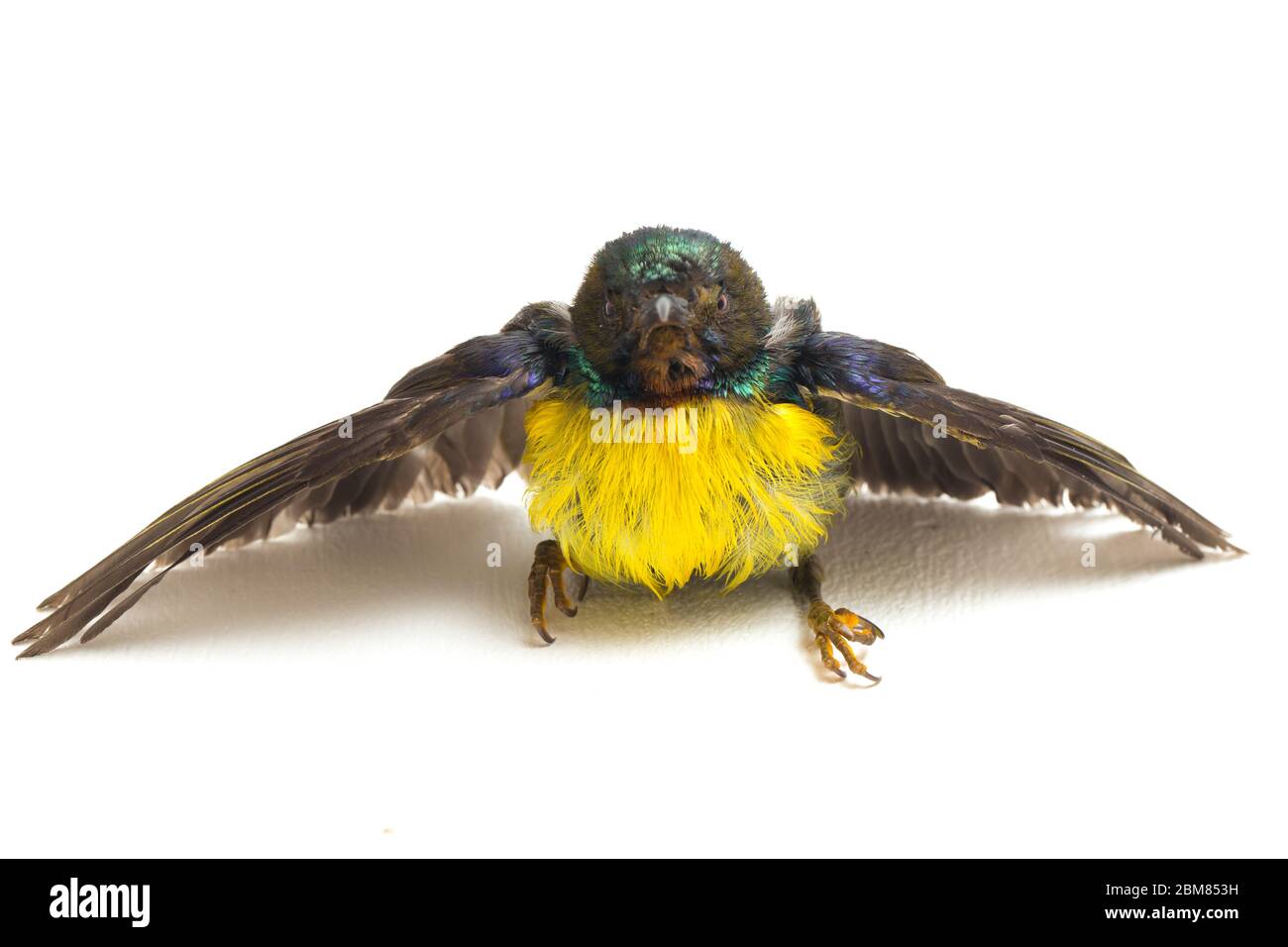 Sunbird (Anterrettes malacensis) con gola marrone isolato su fondo bianco Foto Stock