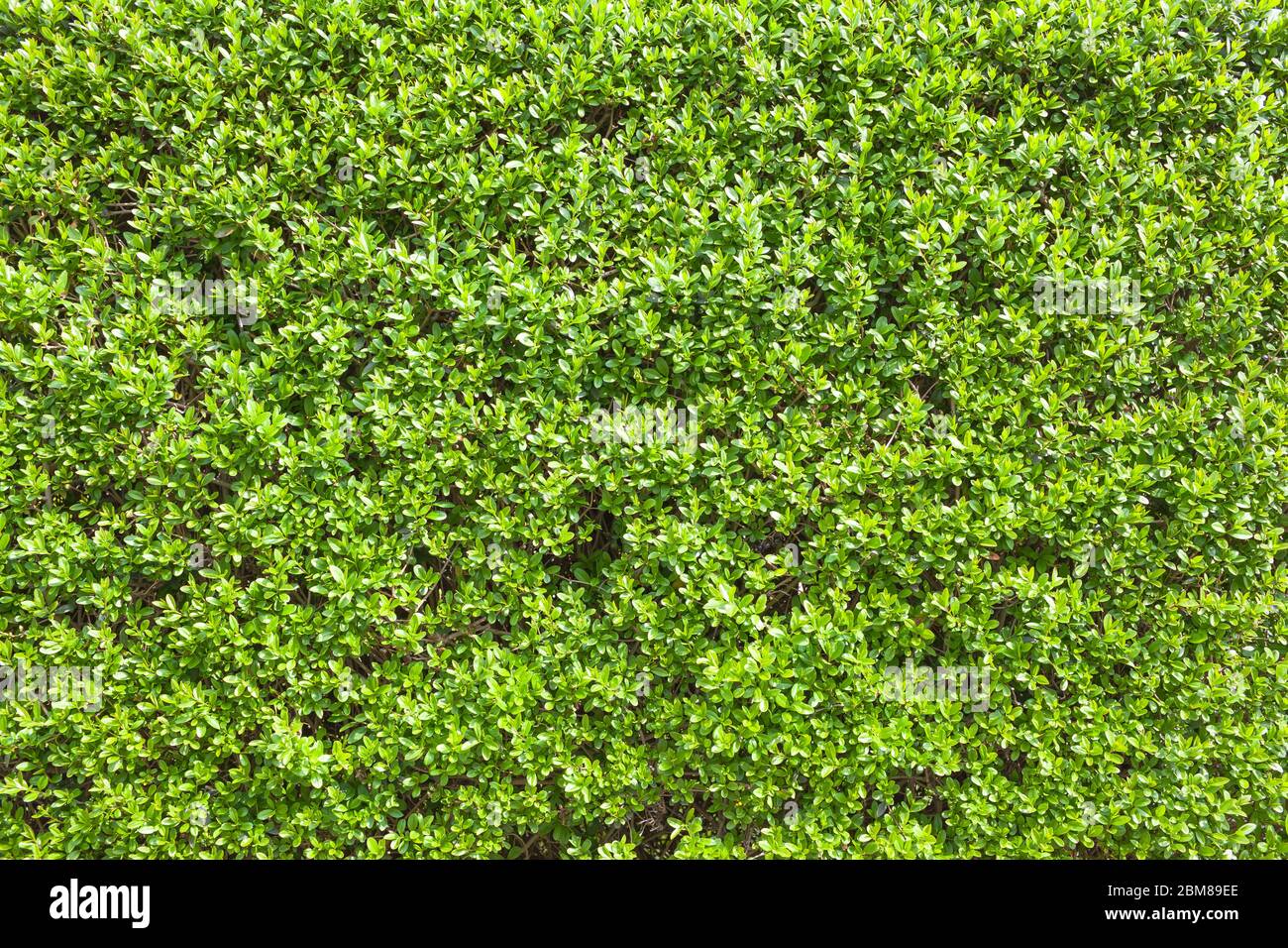 Dettagli hedge privet in primavera Foto Stock