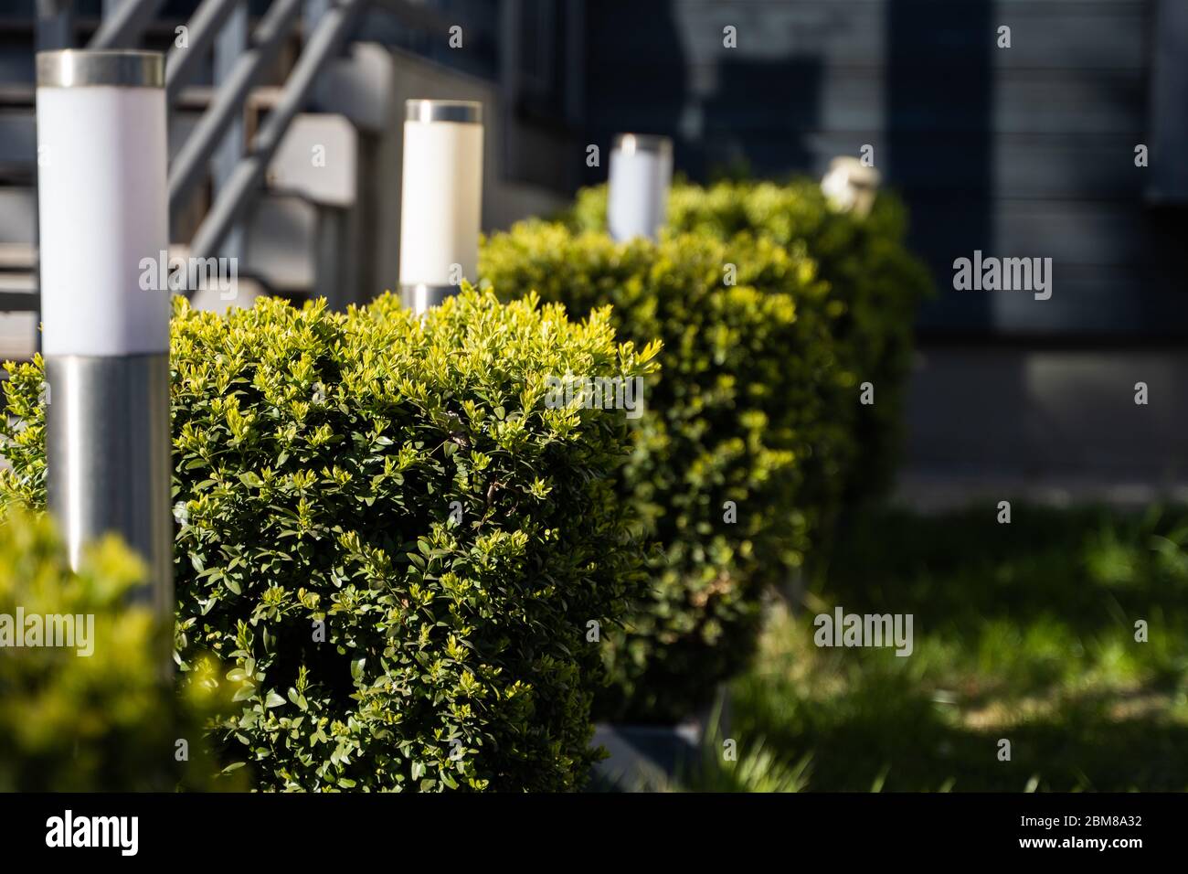 Piantare cespugli verdi di forma quadrata in prospettiva. Cespugli rettangolari su prato Foto Stock