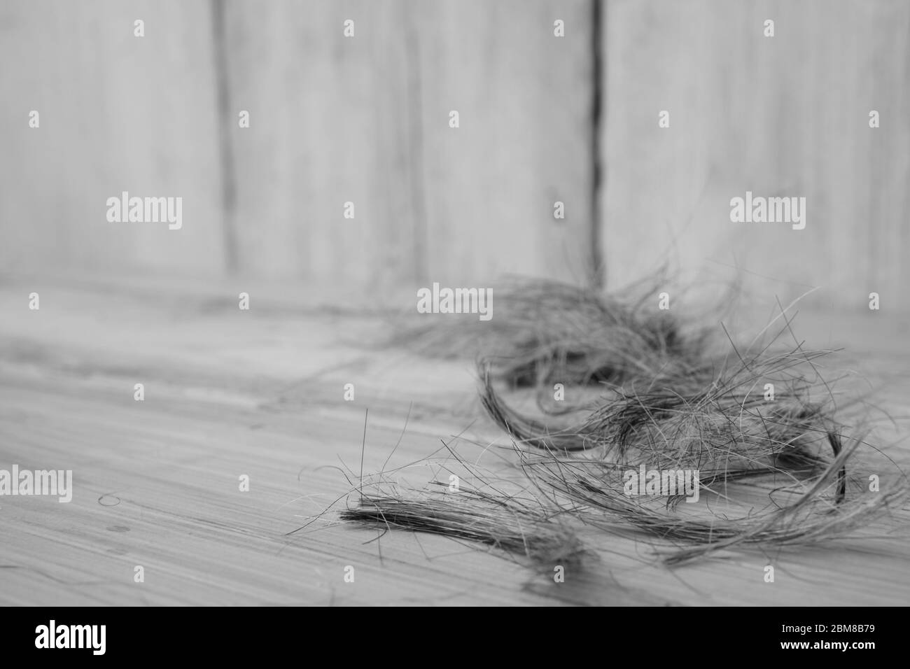 Ciuffi di capelli umani, che mostrano piccoli grappoli della proteina di taglio visualizzati su assi di legno. Foto Stock