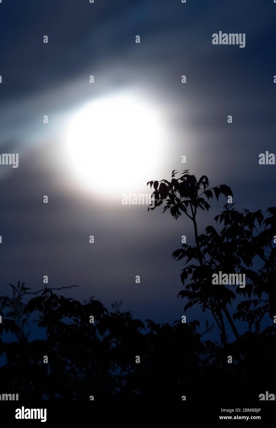 Wimbledon, Londra, Regno Unito. 7 maggio 2020. Gli alberi sono silhouetted dalla luna piena aumentante, hazy dovuto le nubi di alto livello. Credit: Malcolm Park/Alamy Live News Foto Stock