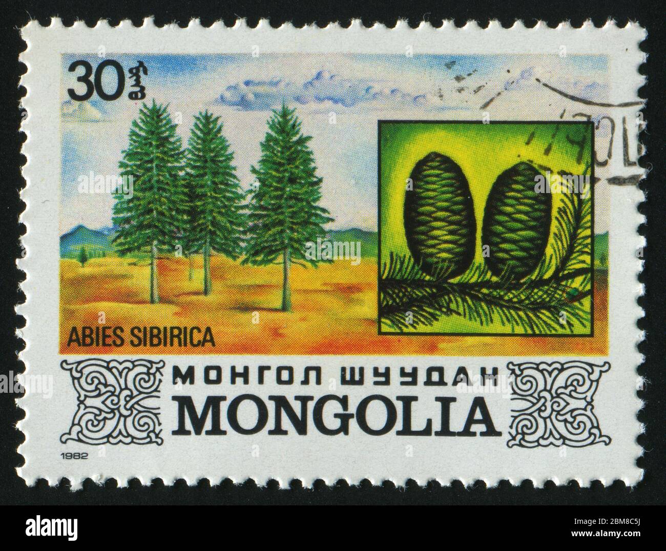 MONGOLIA - CIRCA 1982: Aby sibirica. Albero, circa 1982. Foto Stock