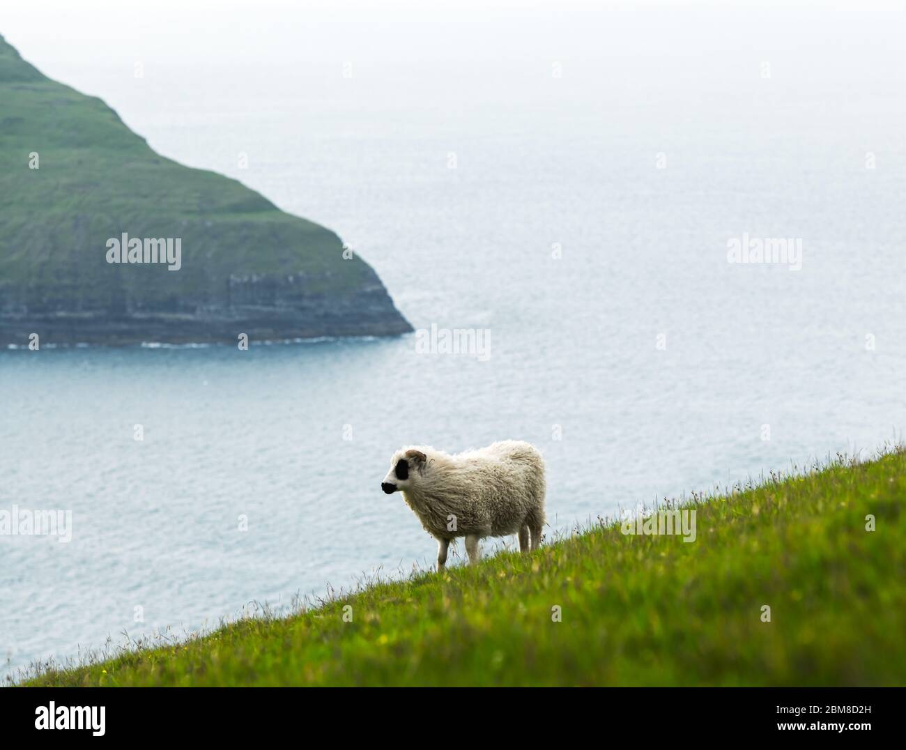 Vista mattutina sulle isole Faroe estive con pecore in primo piano. Isola di Streymoy, Danimarca. Fotografia di paesaggio Foto Stock