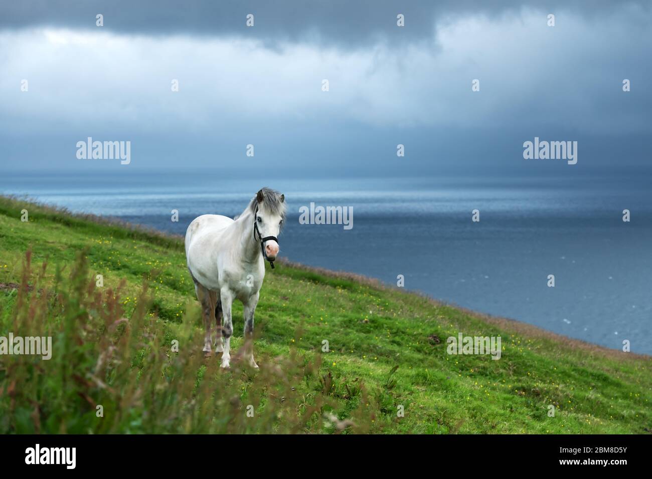 Cavallo faroese bianco su prato verde. Oceano Atlantico e isola sullo sfondo Foto Stock