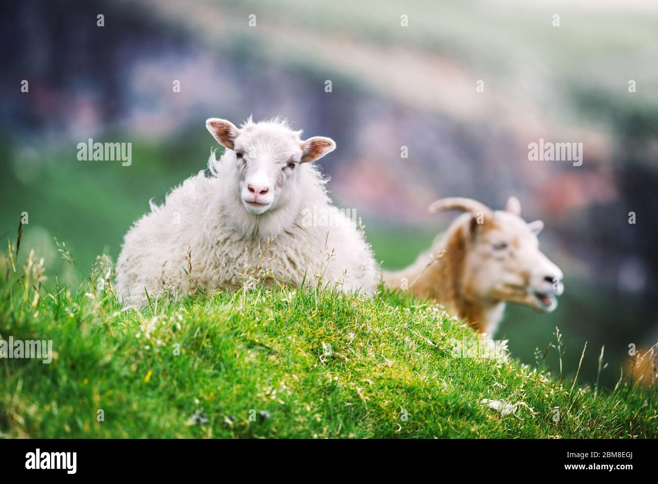 Due pecore sul prato verde delle isole Faroe, Danimarca. Fotografia animale Foto Stock