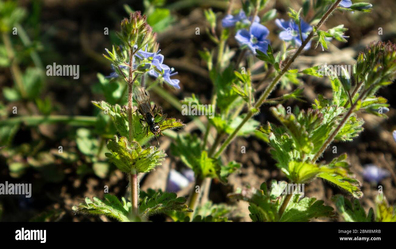 Formica alata volante, alata siede su fiori blu delicati primavera, macro vita selvaggia con foglie verdi e sfondo sfocato. Foto Stock